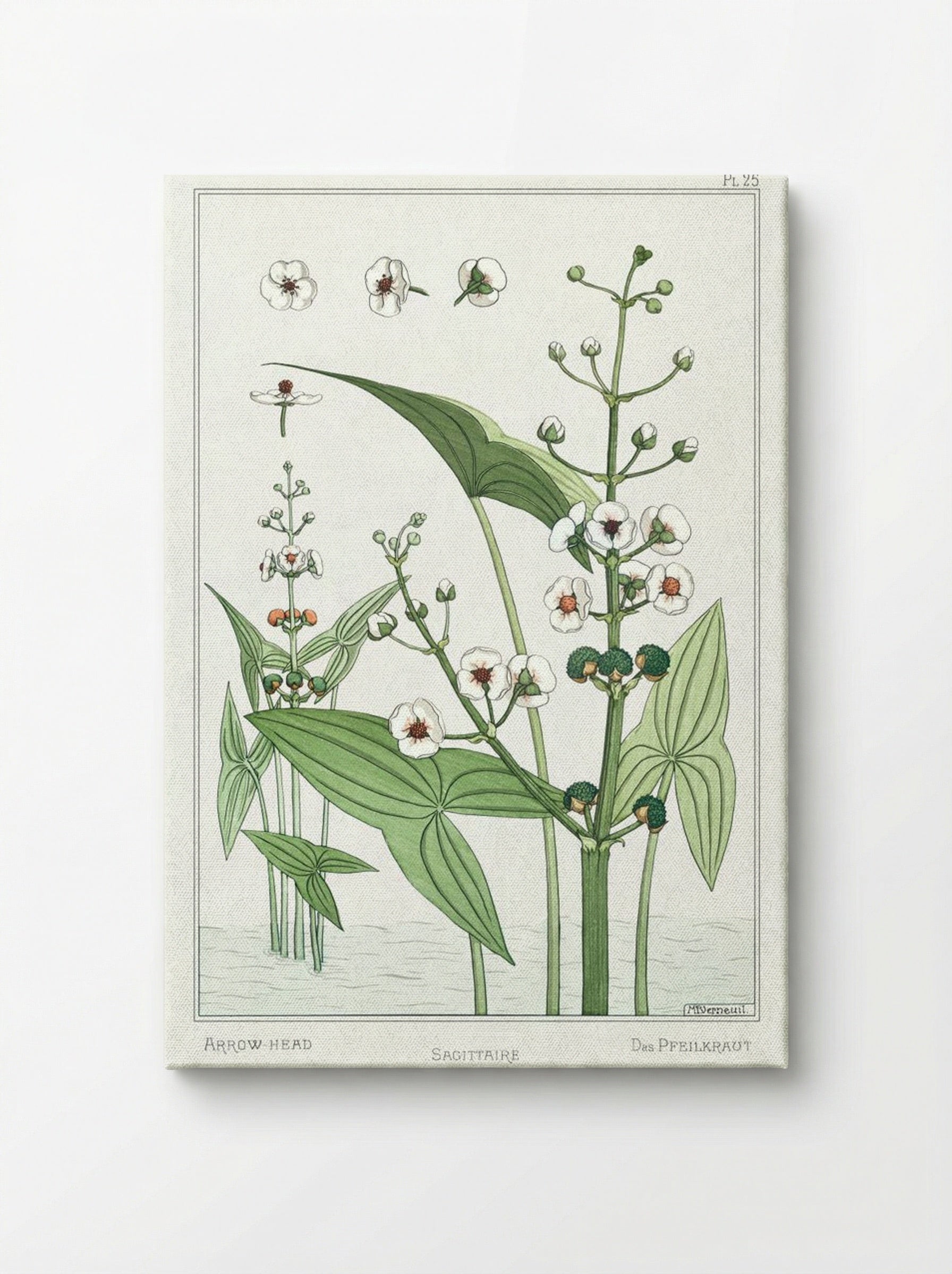 Sagittaire (Arrowhead) from La Plante et ses Applications ornementales - Maurice Pillard Verneuil - Canvas
