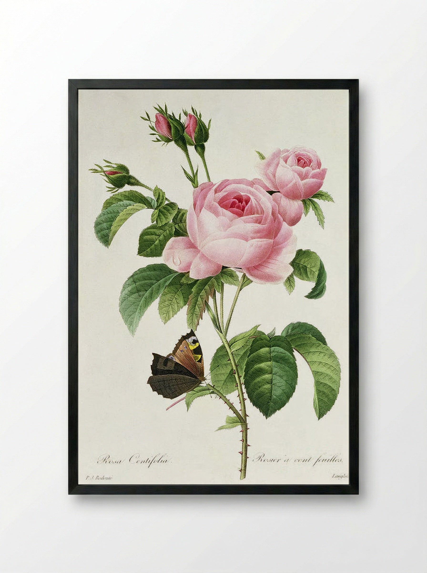Rosa Centifolia - Pierre-Joseph Redouté - Framed Print Black