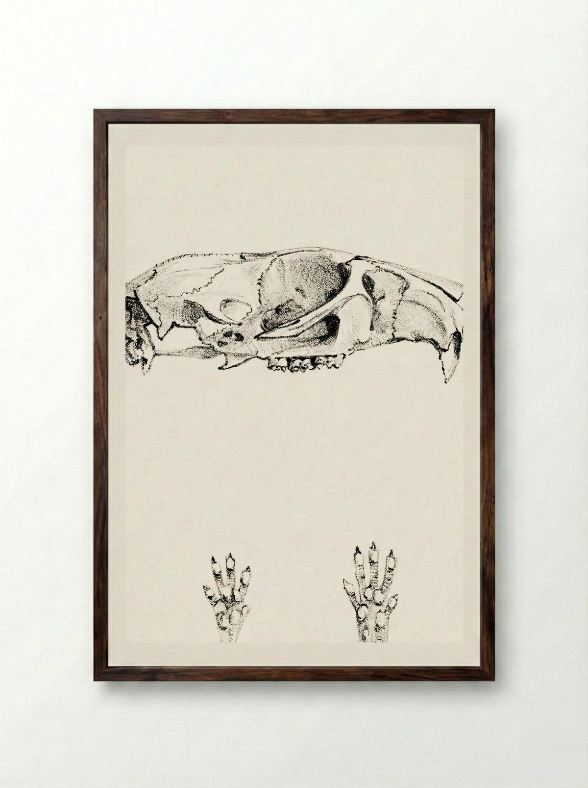 Knaagdierschedels (Rodent Skulls) - Theo van Hoytema - Framed Print Dark Wood