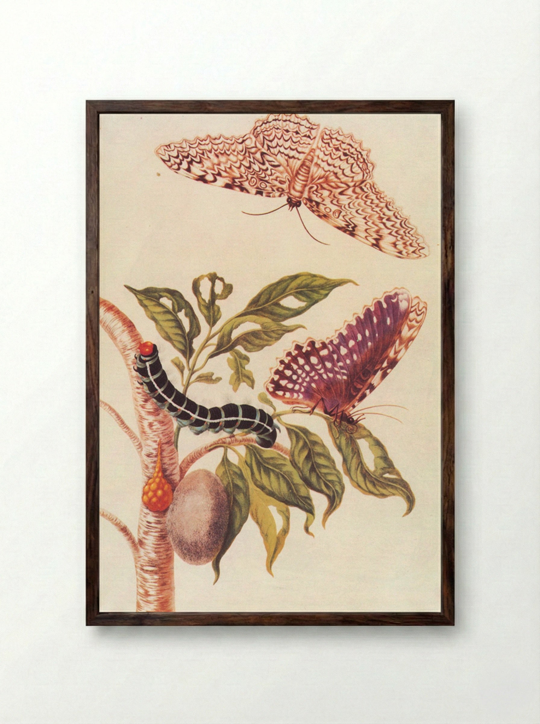 Metamorphosis of a Butterfly - Maria Sibylla Merian - Framed Print Dark Wood