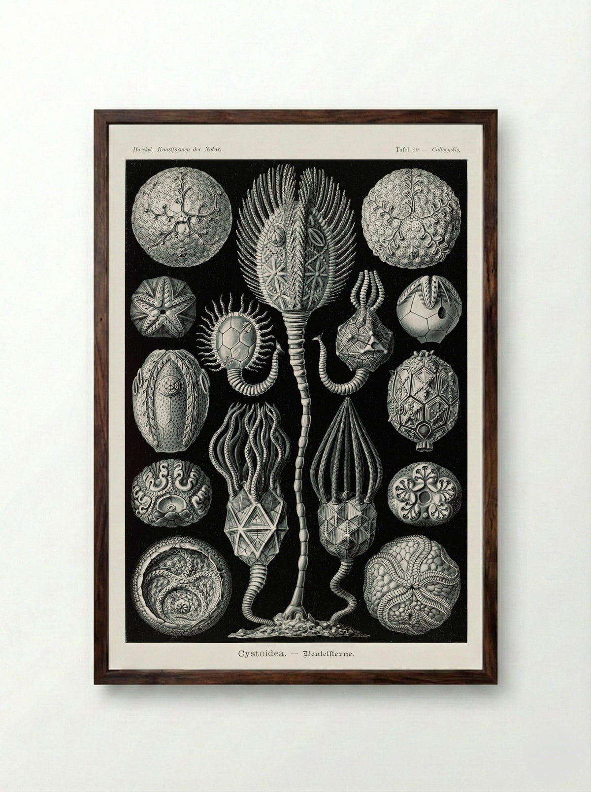 Cystoidea-Beutelsterne (1904) - Ernst Haeckel - Framed Print Dark Wood
