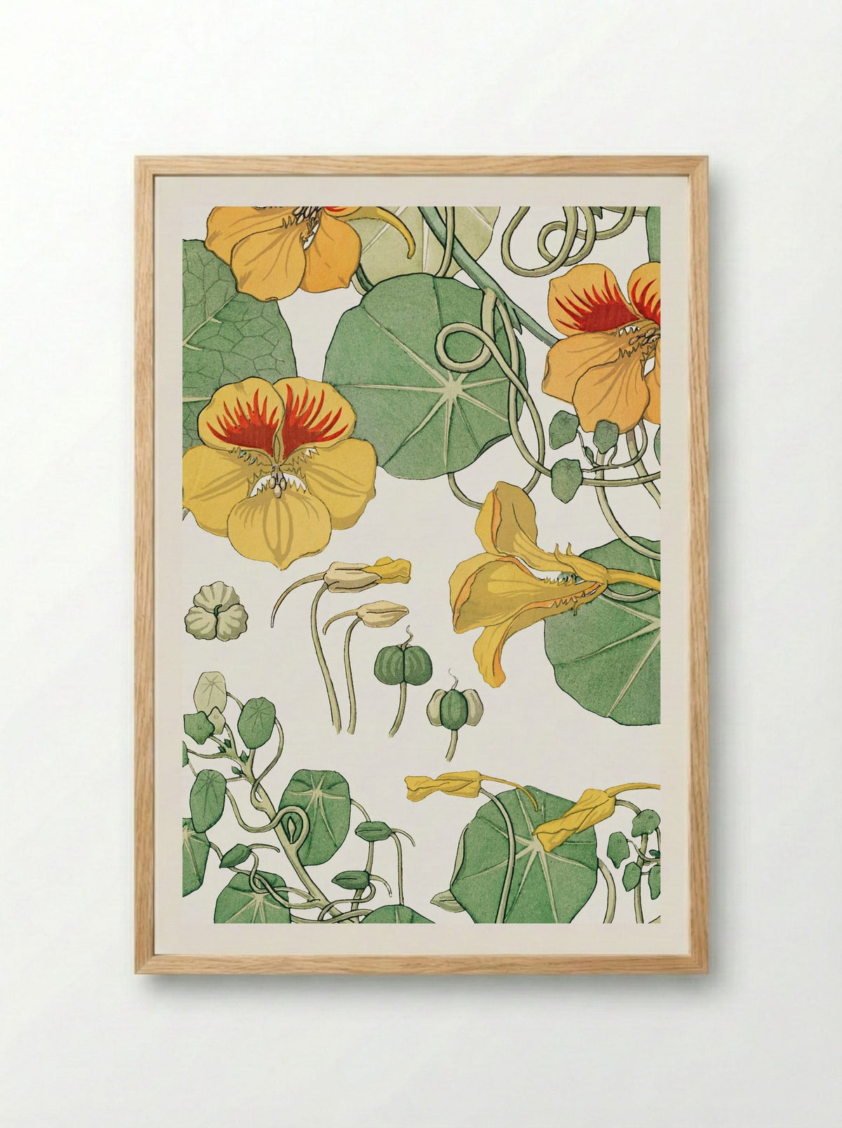 Capucine (Nasturtium) - Maurice Pillard Verneuil - Framed Print Wood