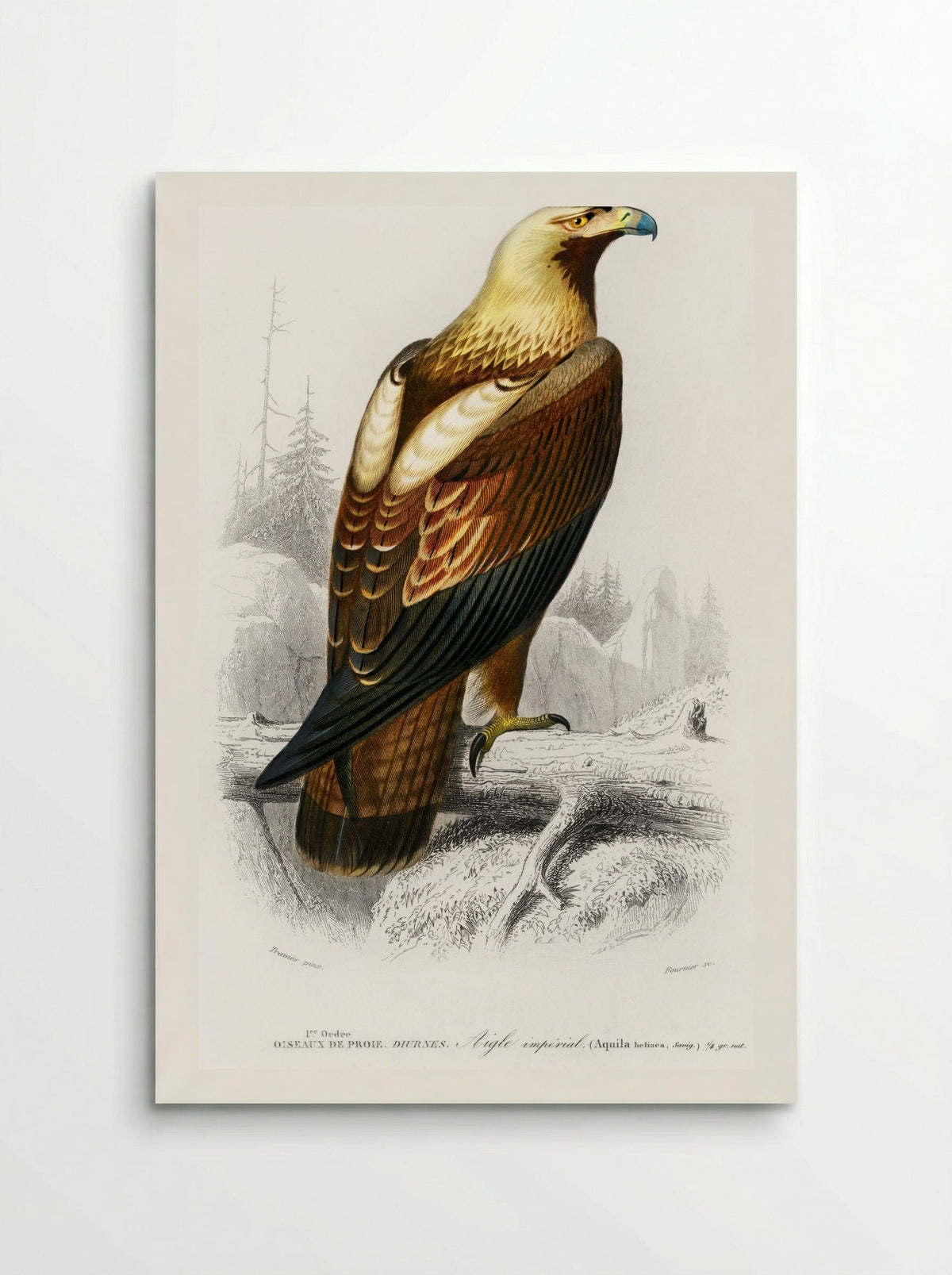 Eastern Imperial Eagle - Charles Dessalines D'Orbigny - Poster