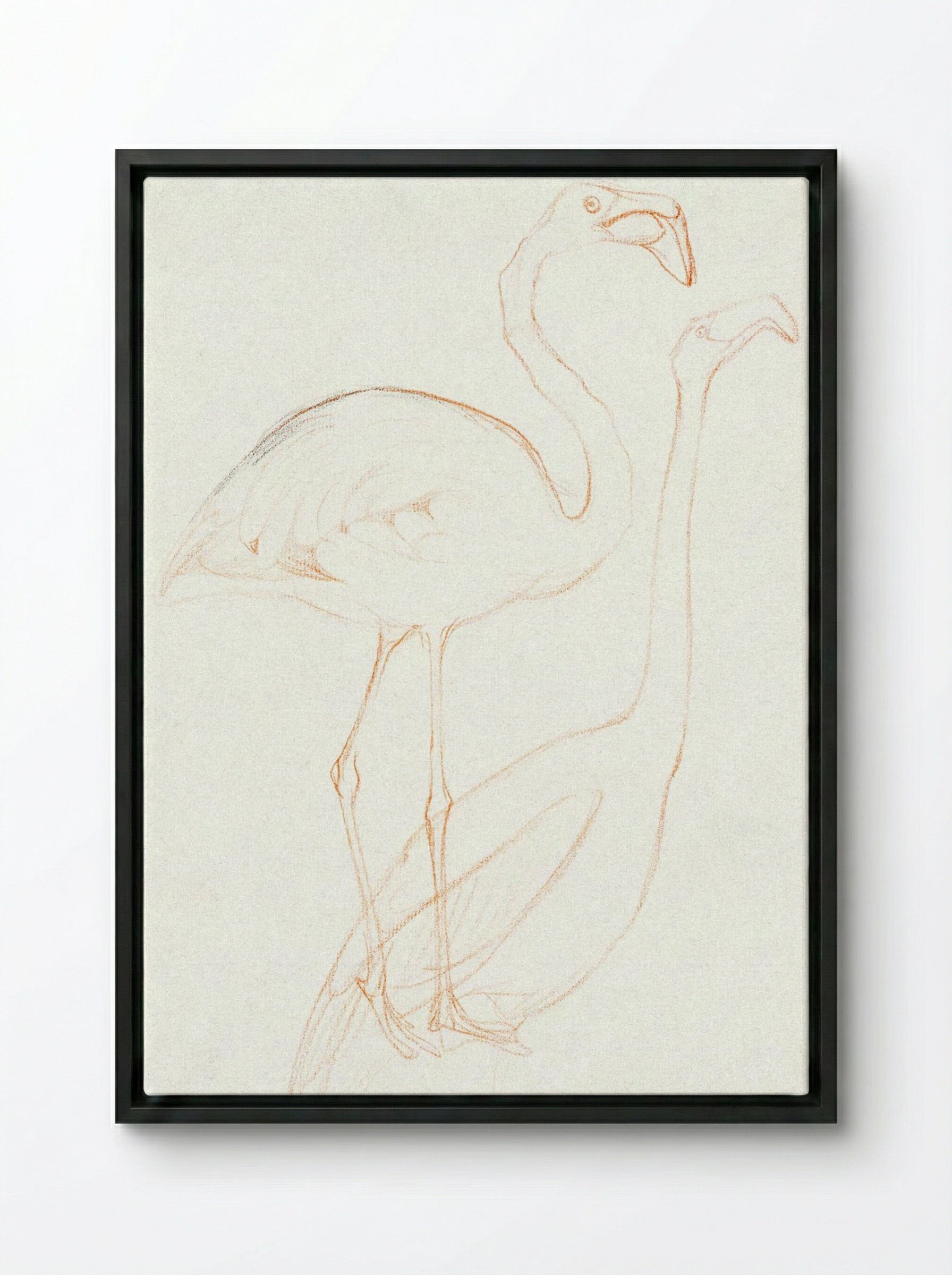 Two Studies of a Flamingo - Theo van Hoytema - Framed Canvas Black