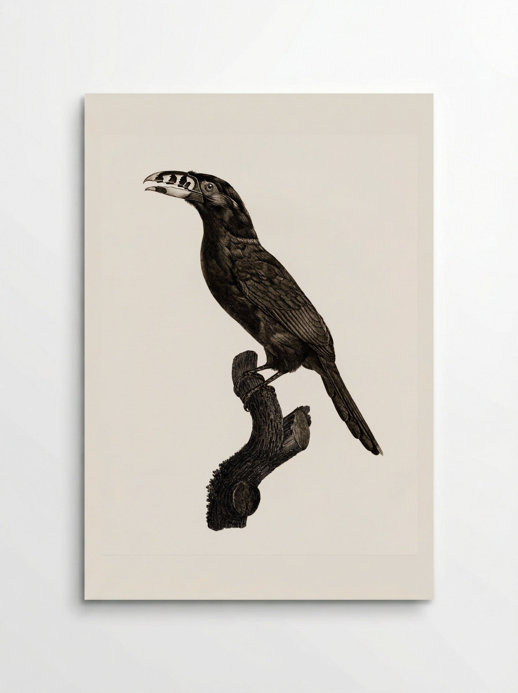 Black-necked Aracari, Male - Jacques Barraband - Poster