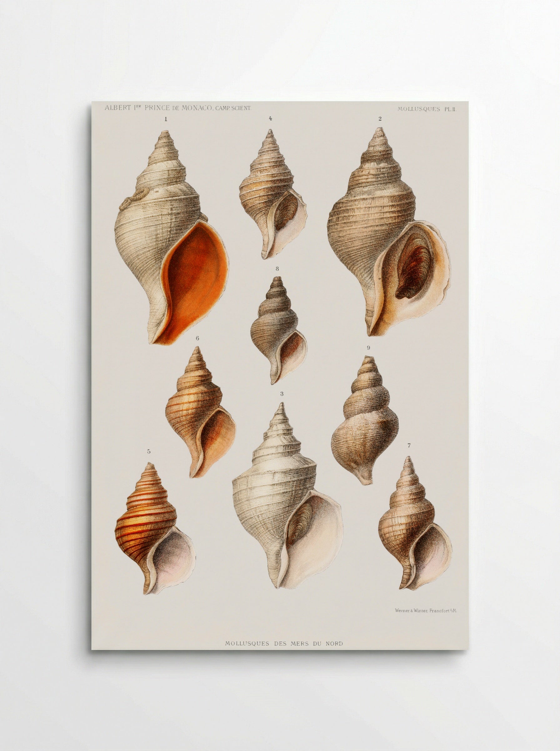 Molluscs of the Northern Seas - Albert I of Monaco - Poster