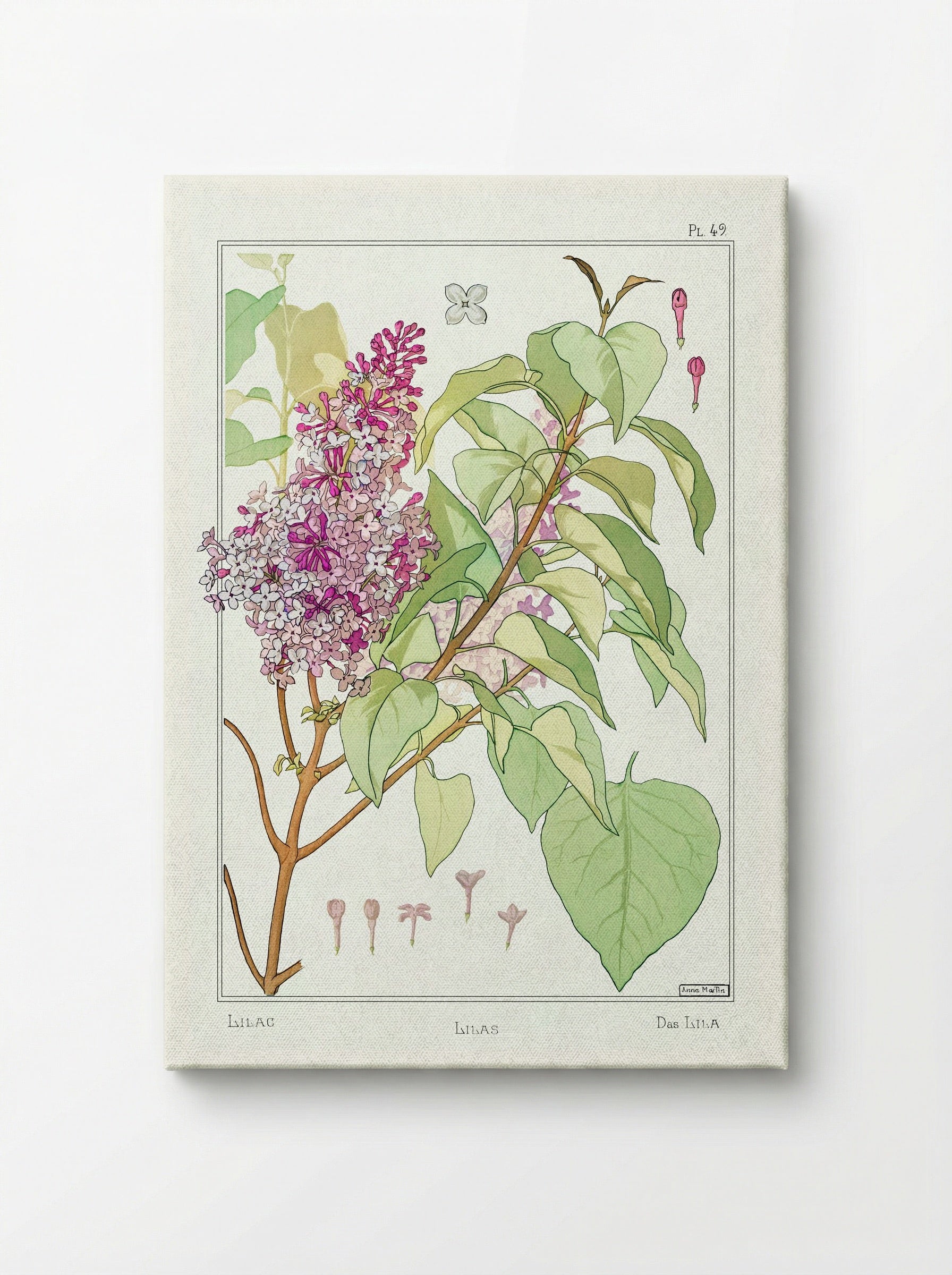 Lilas (Lilac) from La Plante et ses Applications ornementales - Maurice Pillard Verneuil - Canvas