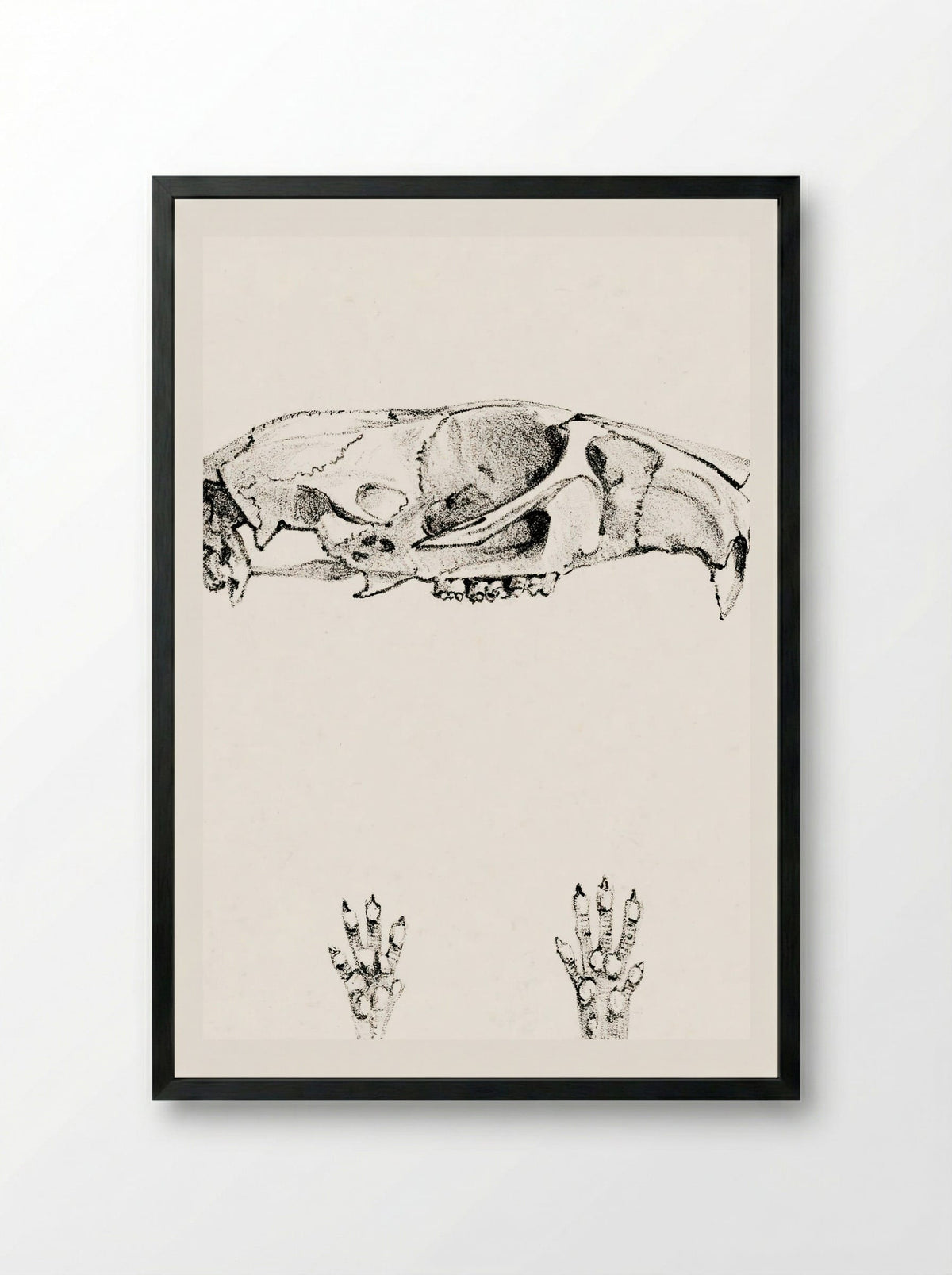 Knaagdierschedels (Rodent Skulls) - Theo van Hoytema - Framed Print Black