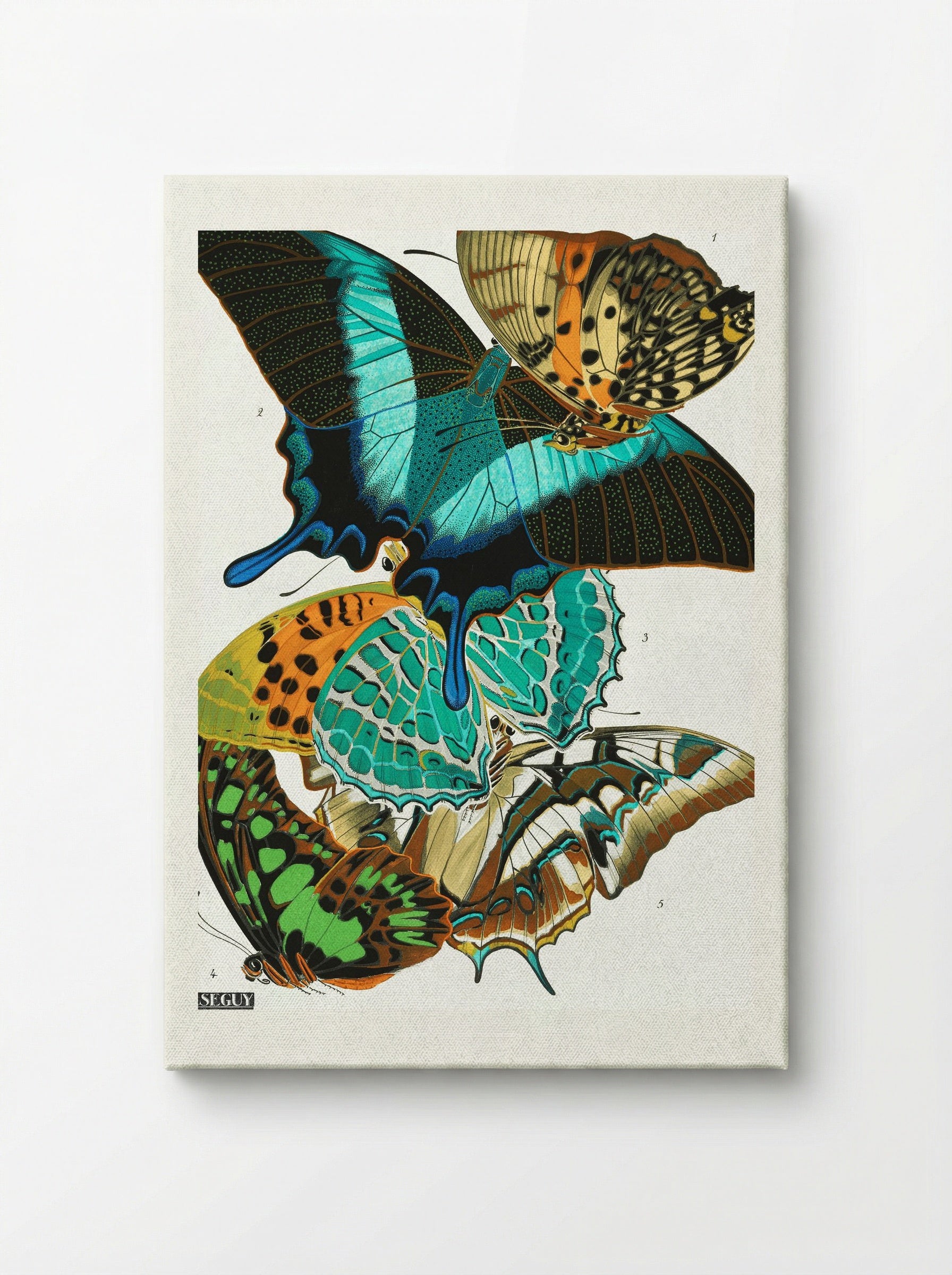 Butterflies (Plate 13) - Eugène Alain Séguy - Canvas
