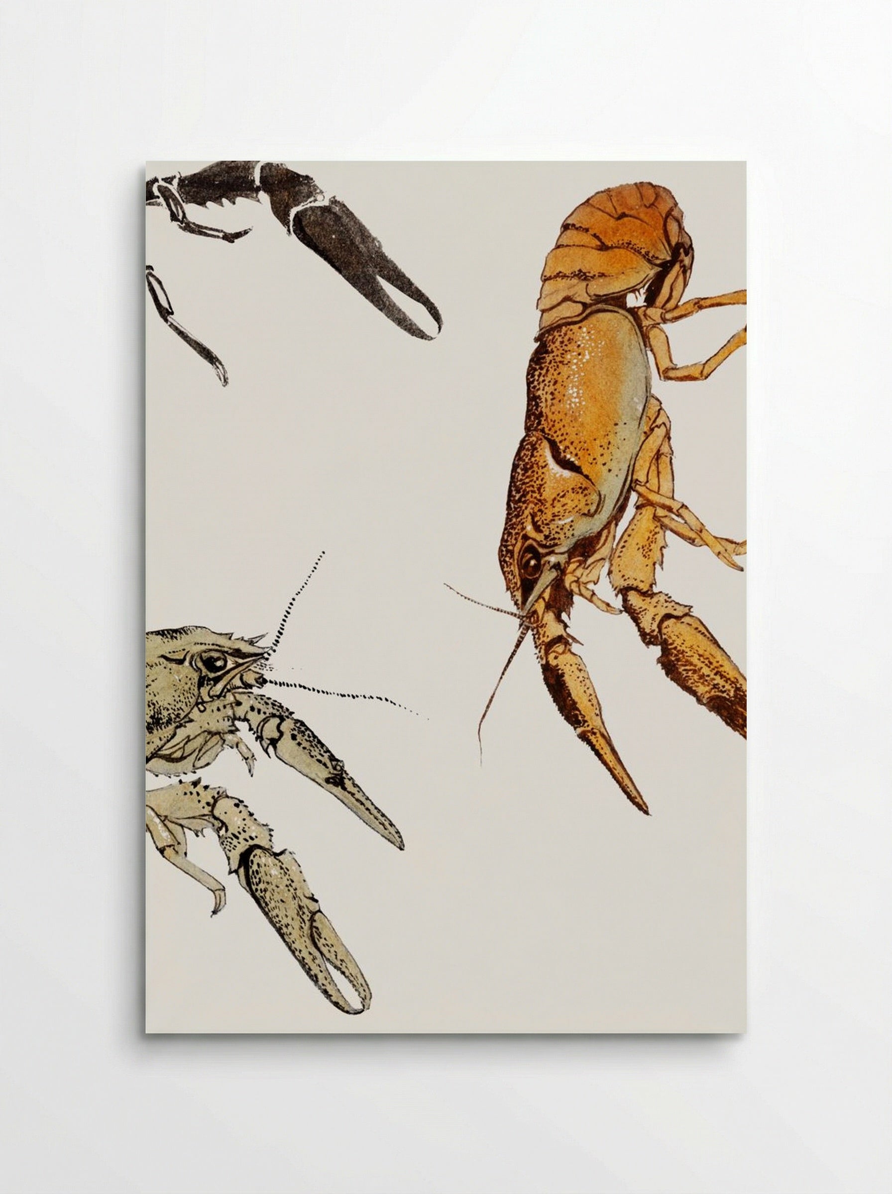 Sketches of Crayfish - Julie de Graag - Poster