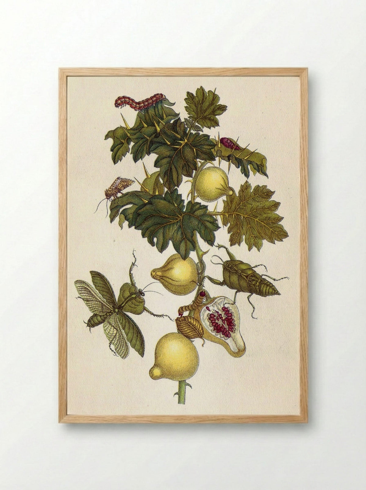 Musa paradisiaca - Maria Sibylla Merian - Framed Print Wood
