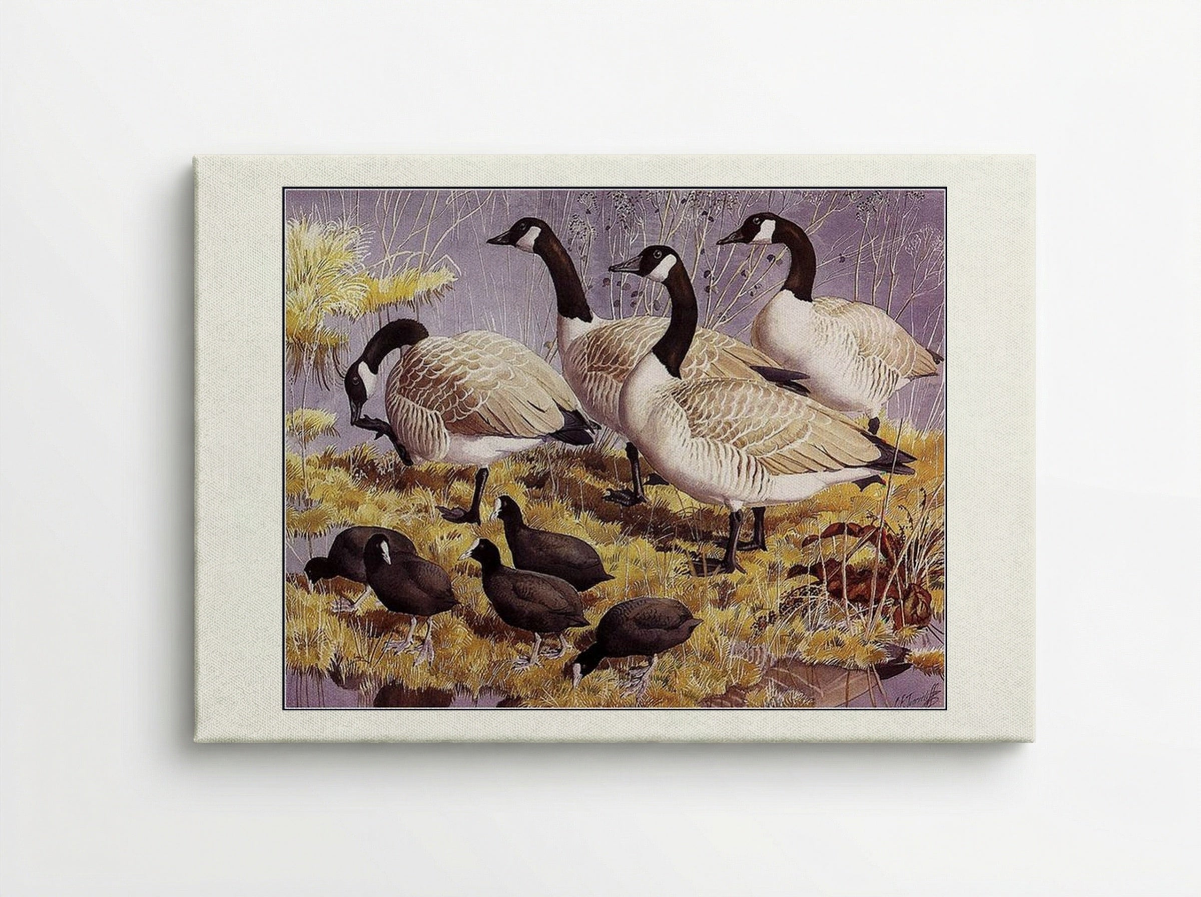 Canadas and Coots - Charles Tunnicliffe - Canvas