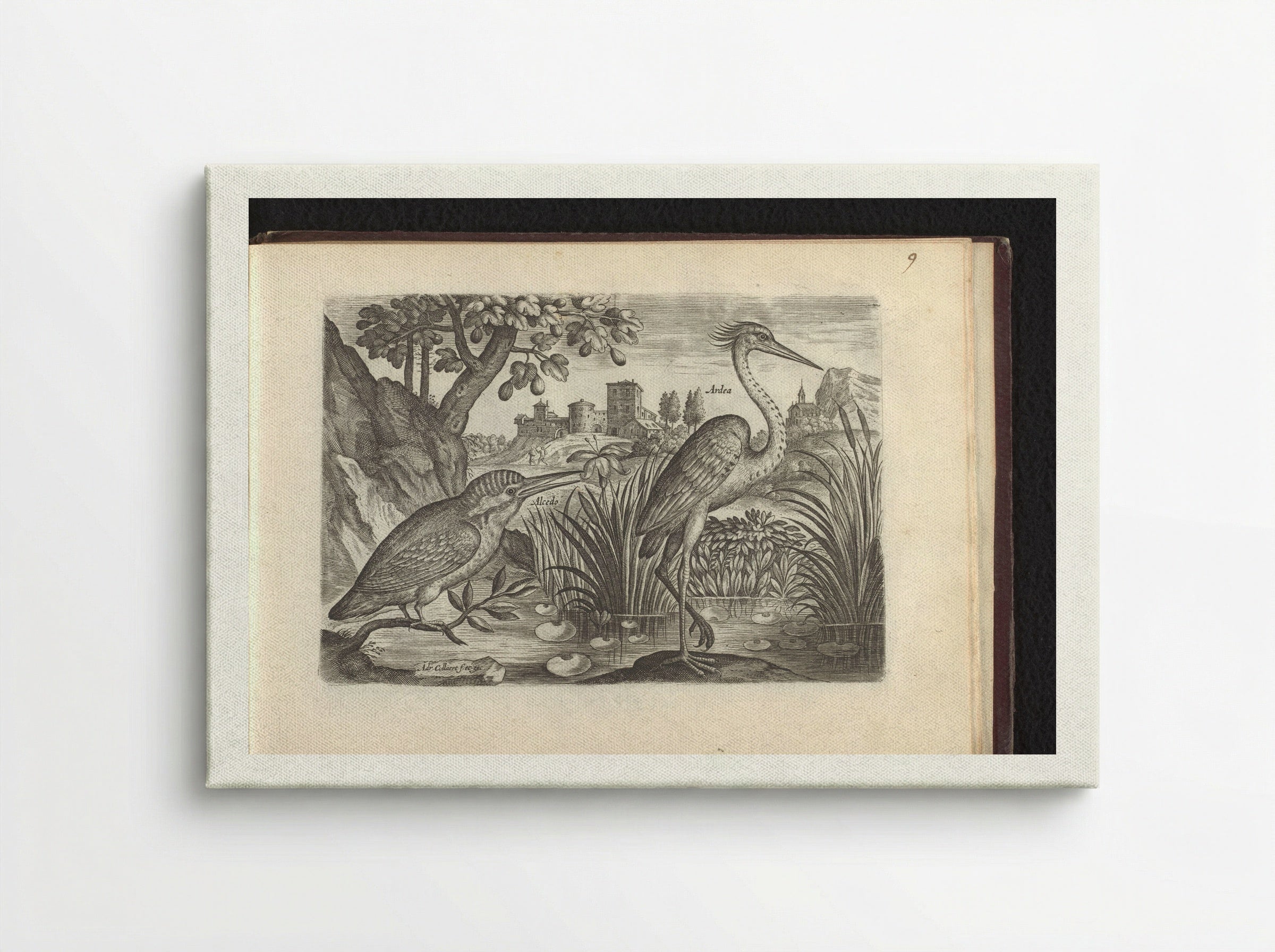 Alcedo (Kingfisher) and Ardea (Grey Heron) - Adriaen Collaert - Canvas