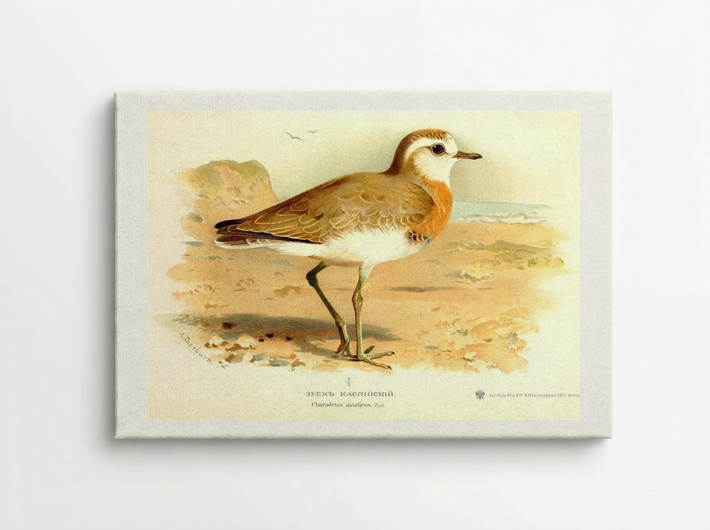 Caspian Plover - Archibald Thorburn - Canvas