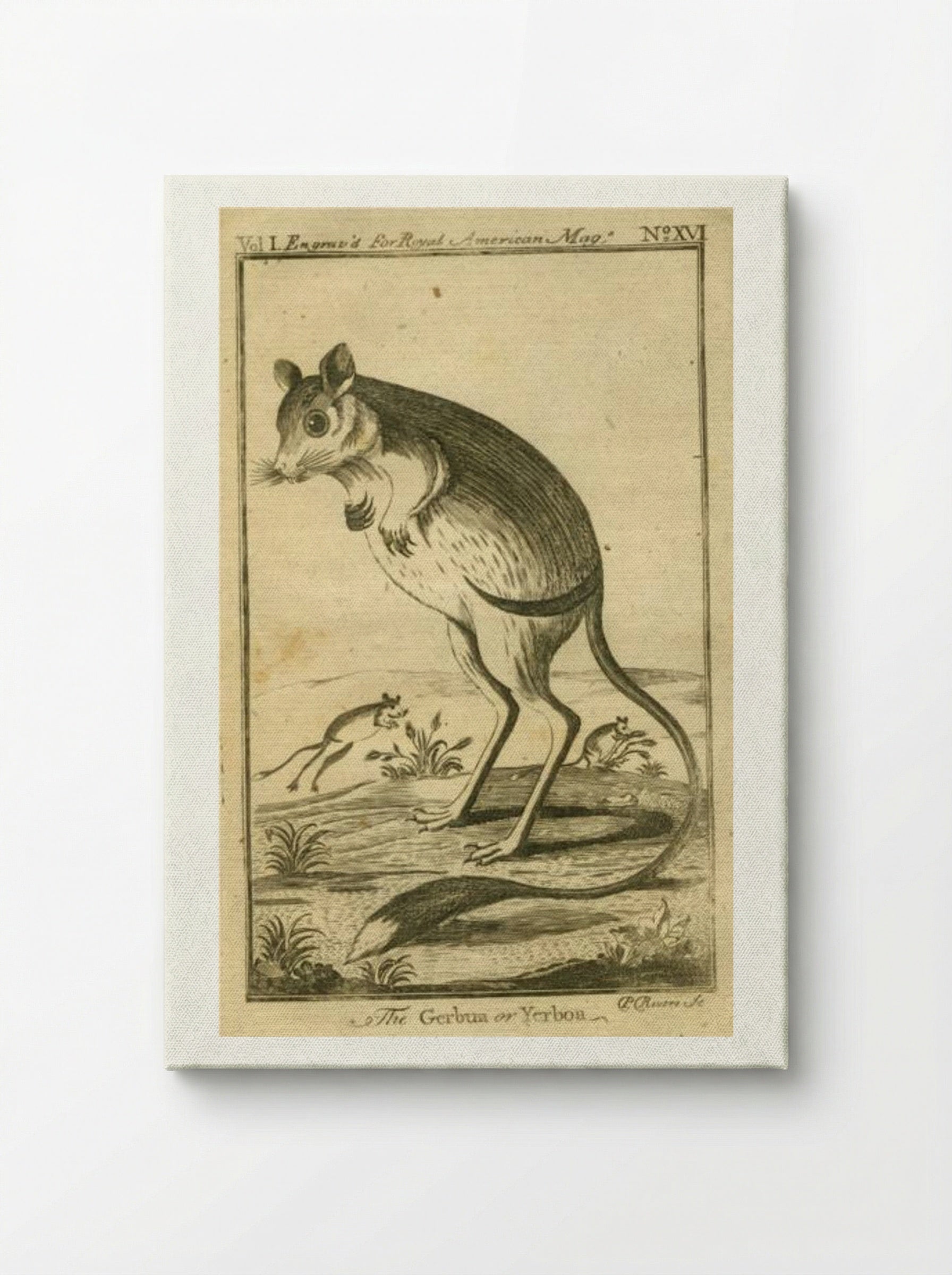 The Gerbua or Yerboa - Paul Revere - Canvas