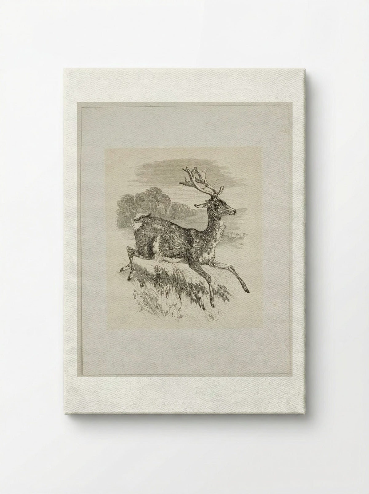 Stag - Walter Gorway - Canvas