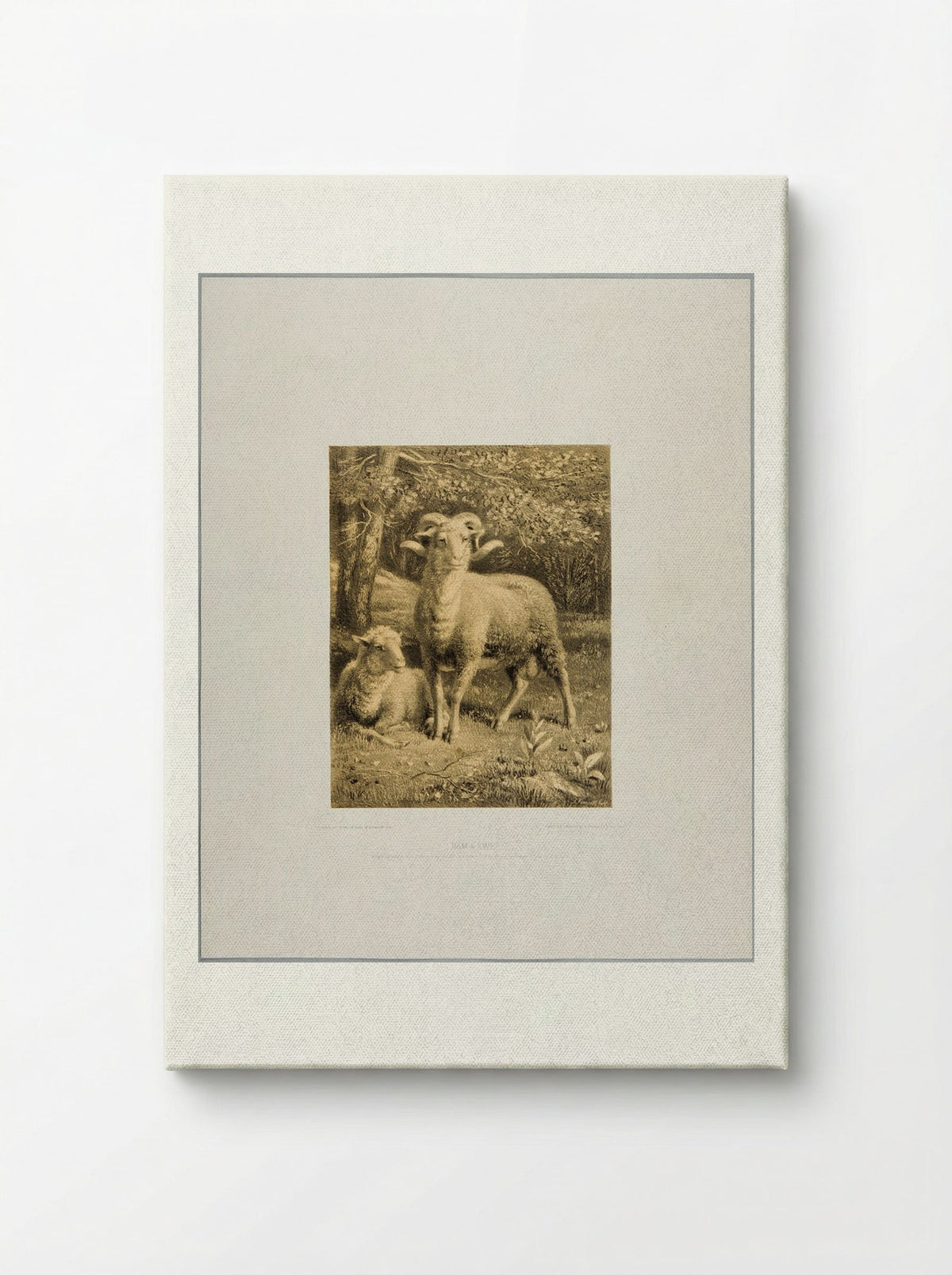 Ram and Ewe - Joseph Foxcroft Cole - Canvas