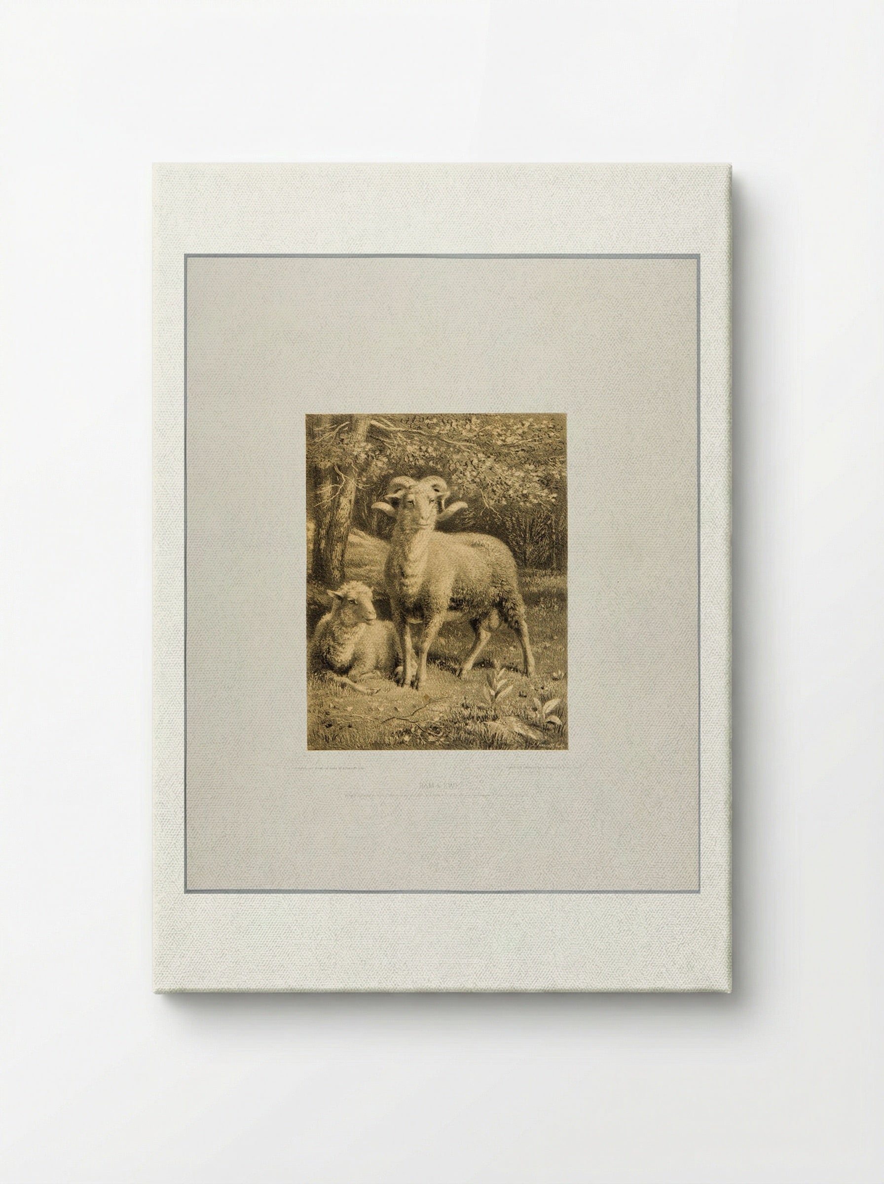 Ram and Ewe - Joseph Foxcroft Cole - Canvas