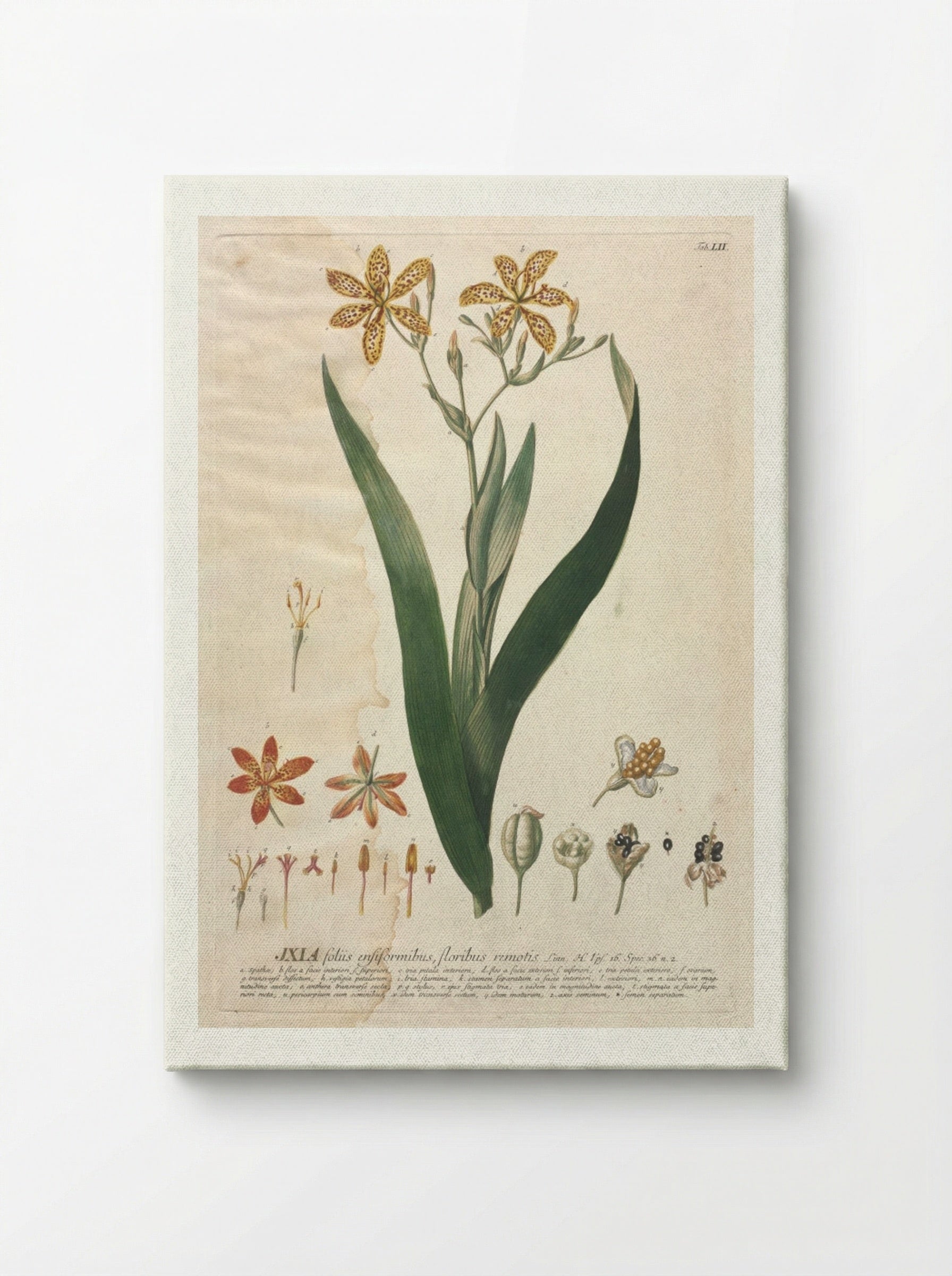 Plantae Selectae: No. 52 - Ixia - Georg Dionysius Ehret - Canvas