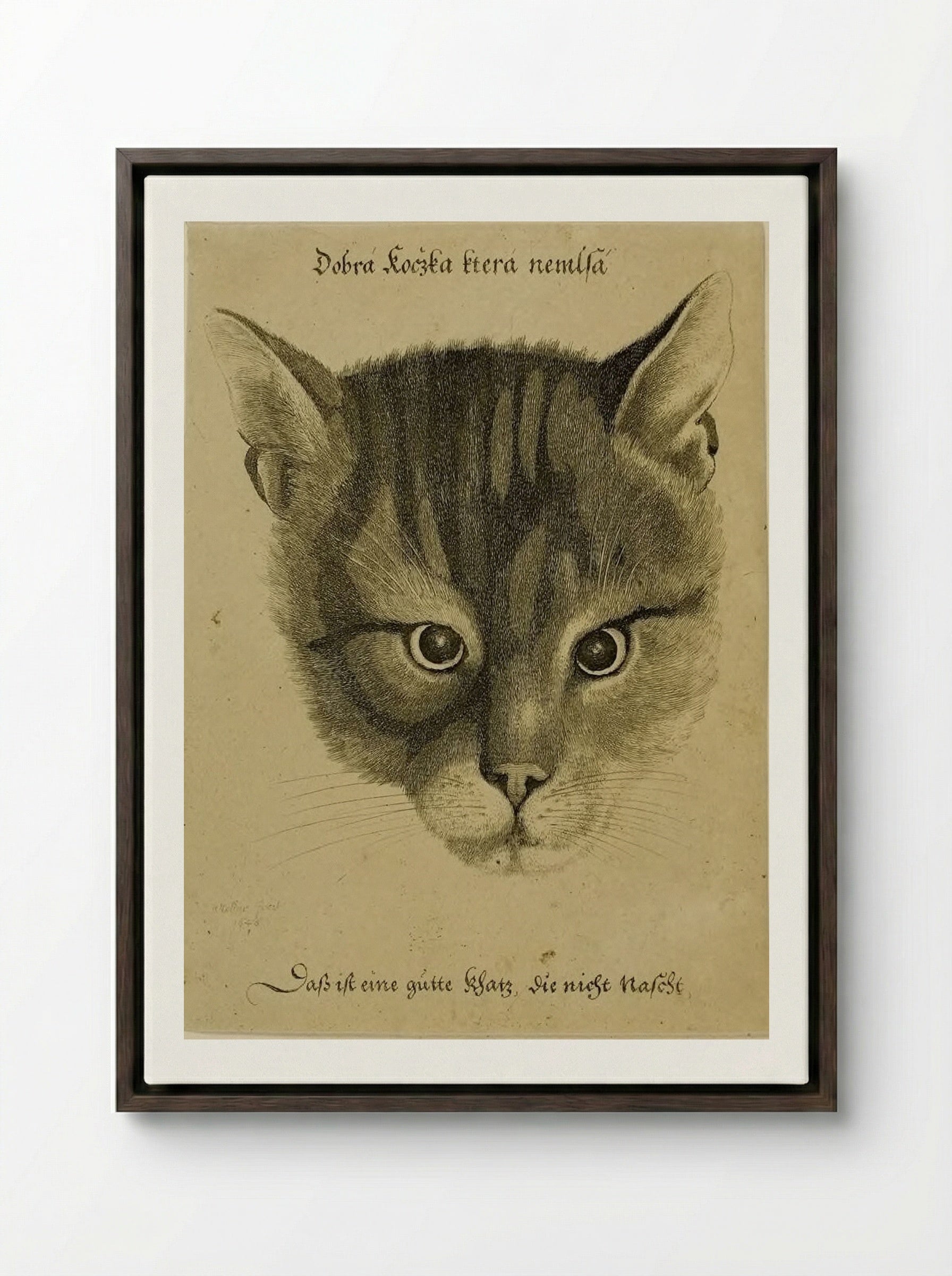 Head of a Cat - Wenceslaus Hollar - Framed Canvas Dark Wood