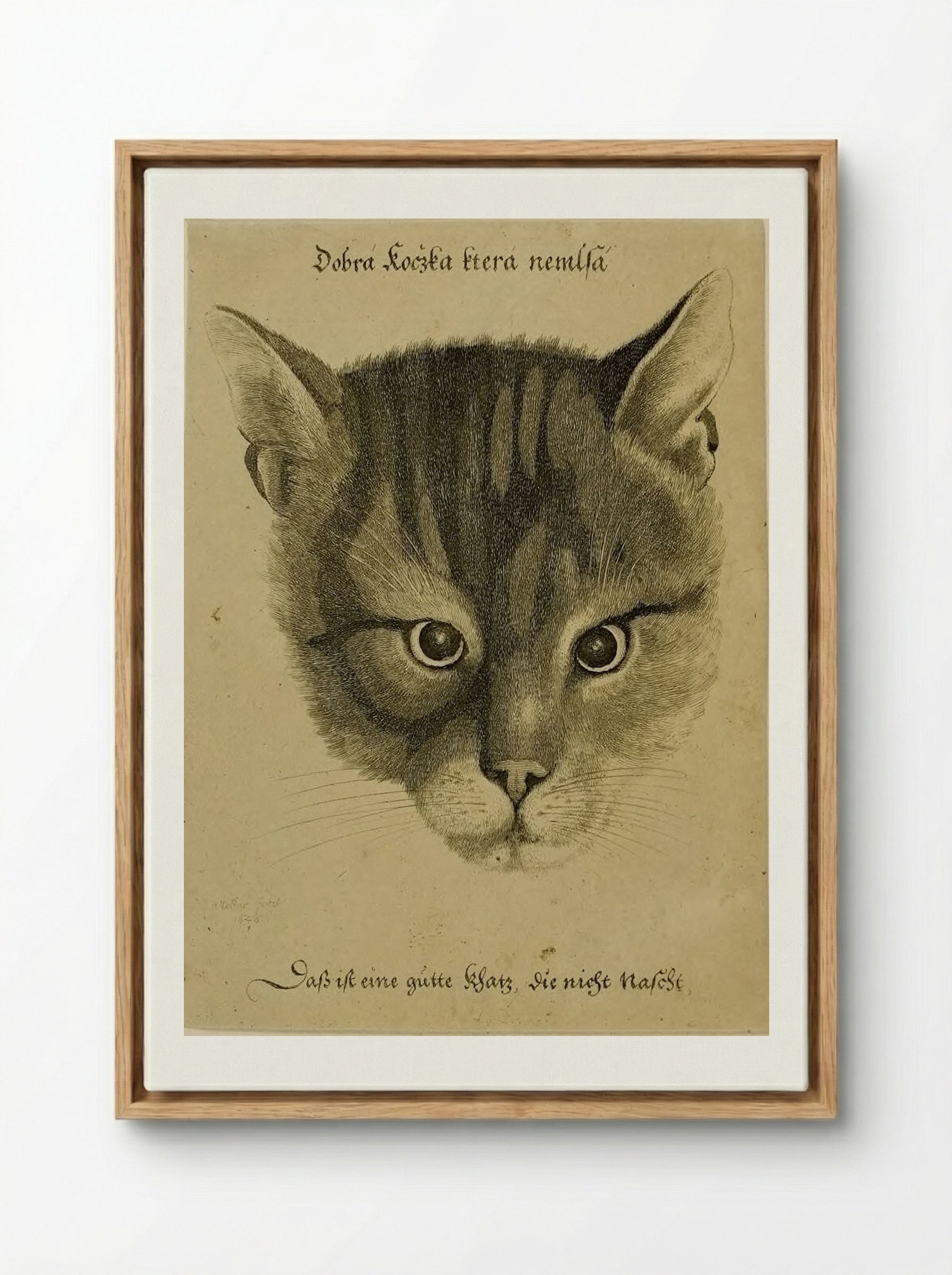 Head of a Cat - Wenceslaus Hollar - Framed Canvas Wood