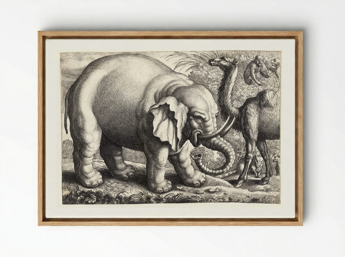 Elephant and Camel - Wenceslaus Hollar - Framed Canvas Wood