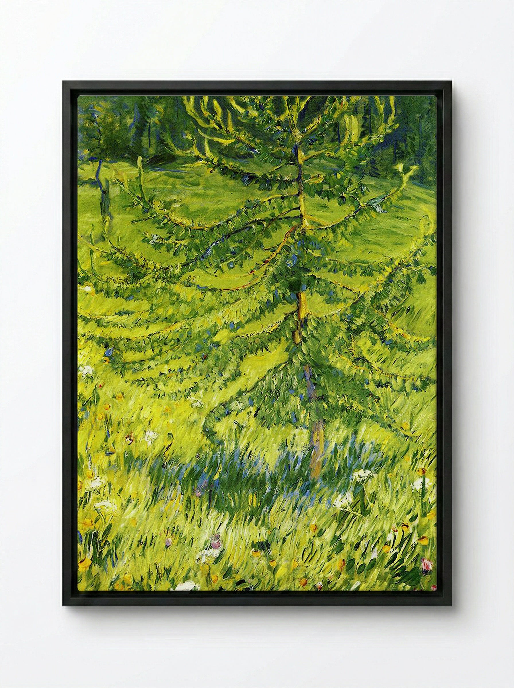 Larch Sapling - Konstantin Korovin - Framed Canvas Black