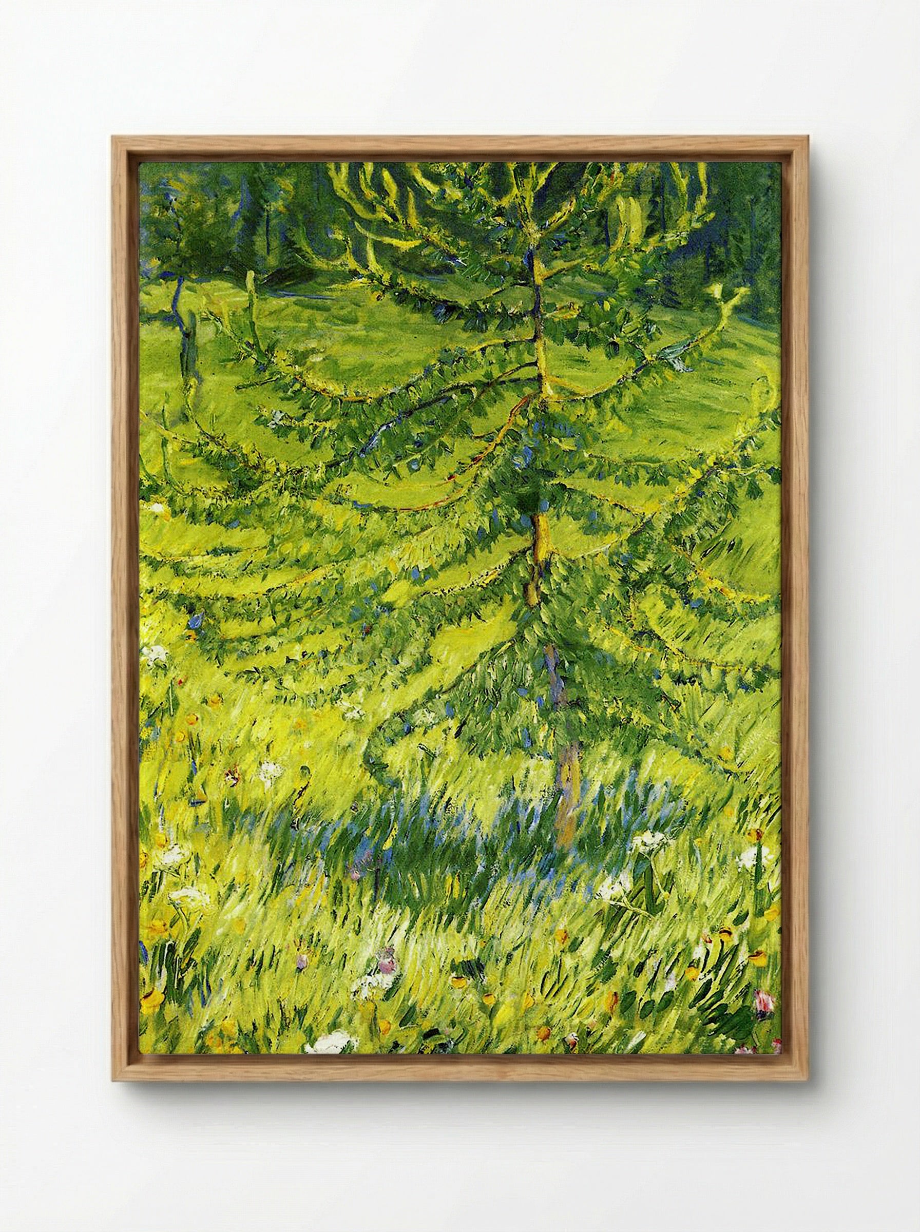 Larch Sapling - Konstantin Korovin - Framed Canvas Wood