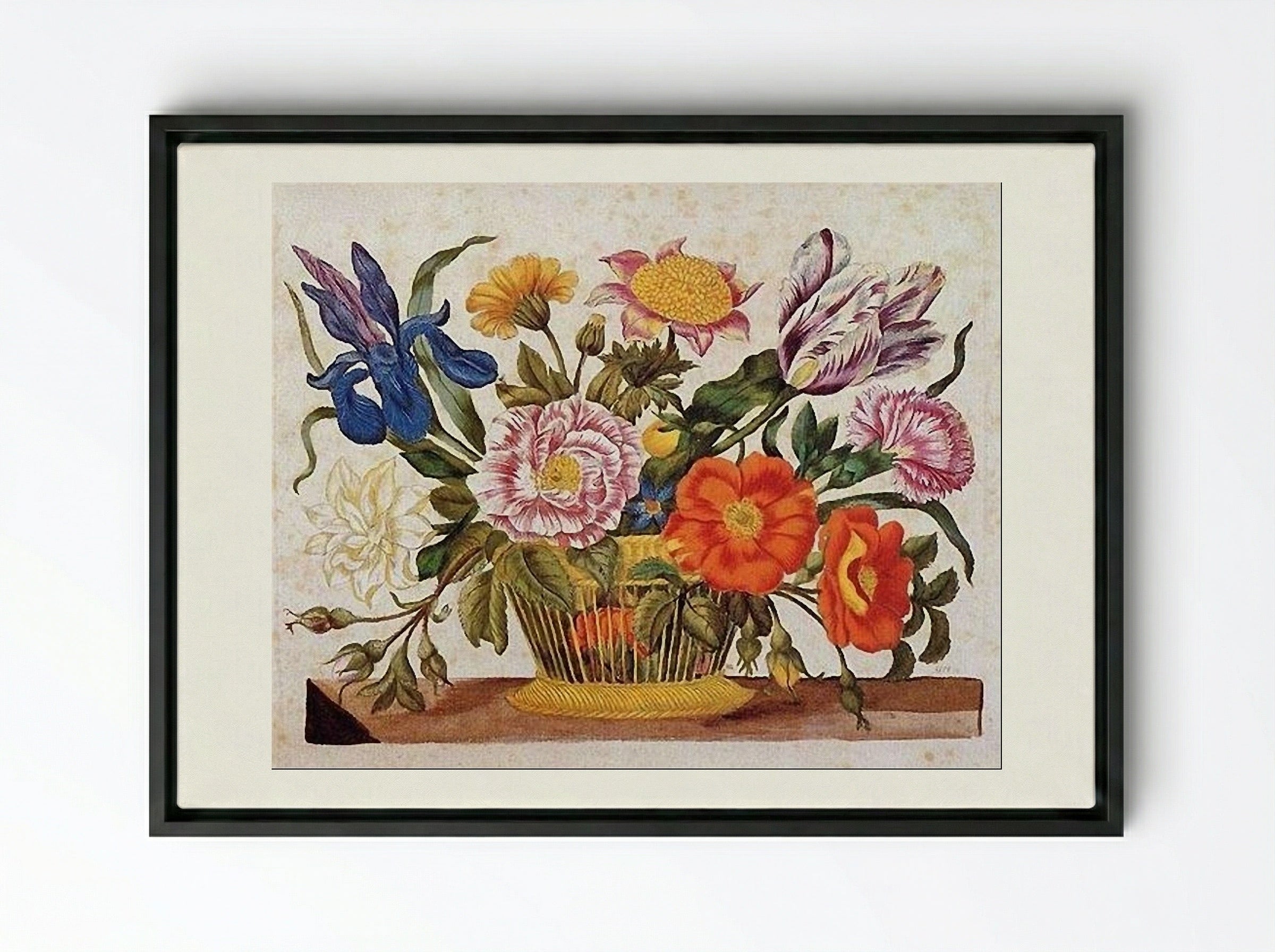 from Der Raupen wunderbare Verwandlung und sonderbare Blumennahrung, Plate CLXIX - Maria Sibylla Merian - Framed Canvas Black