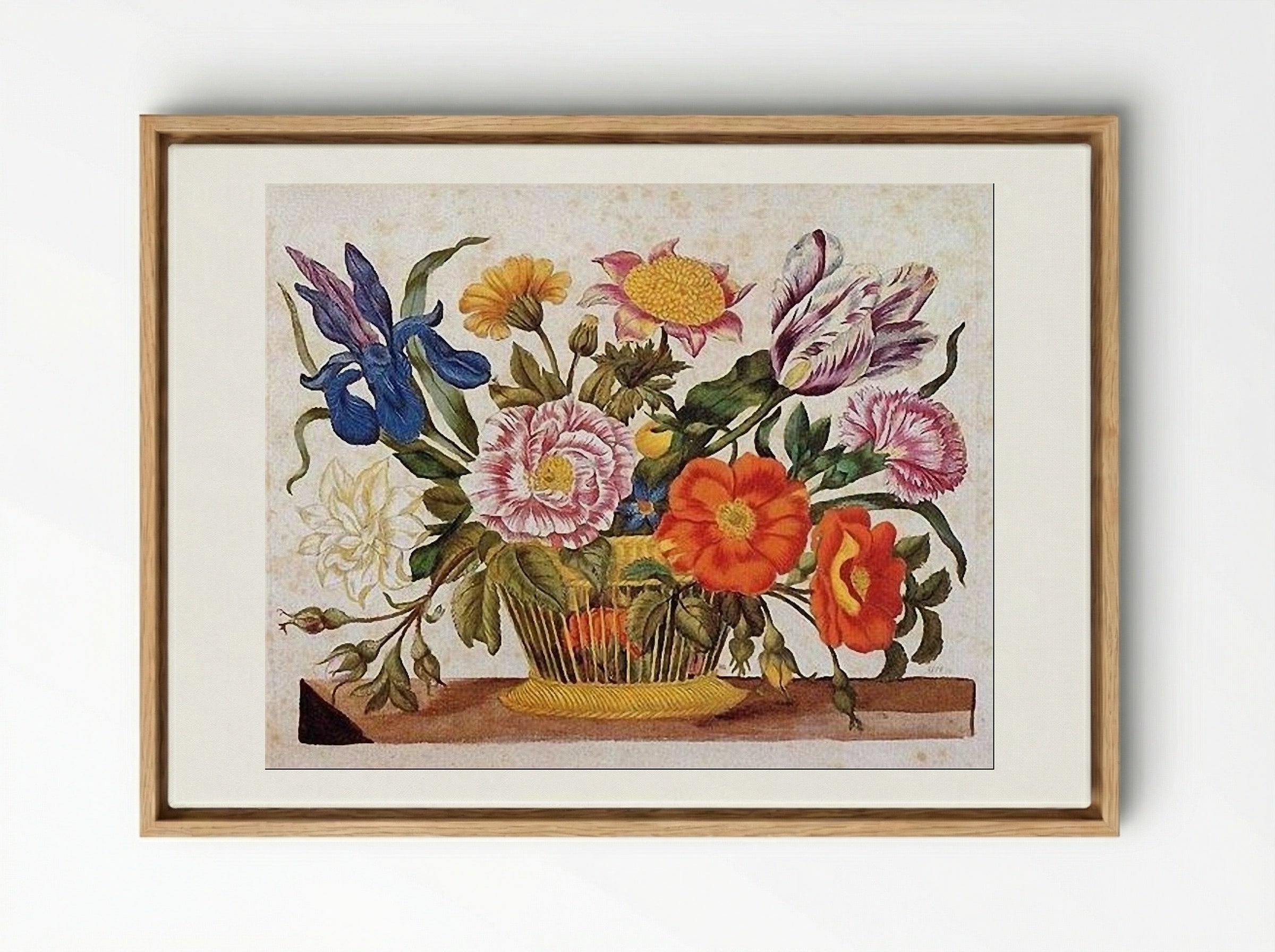 from Der Raupen wunderbare Verwandlung und sonderbare Blumennahrung, Plate CLXIX - Maria Sibylla Merian - Framed Canvas Wood