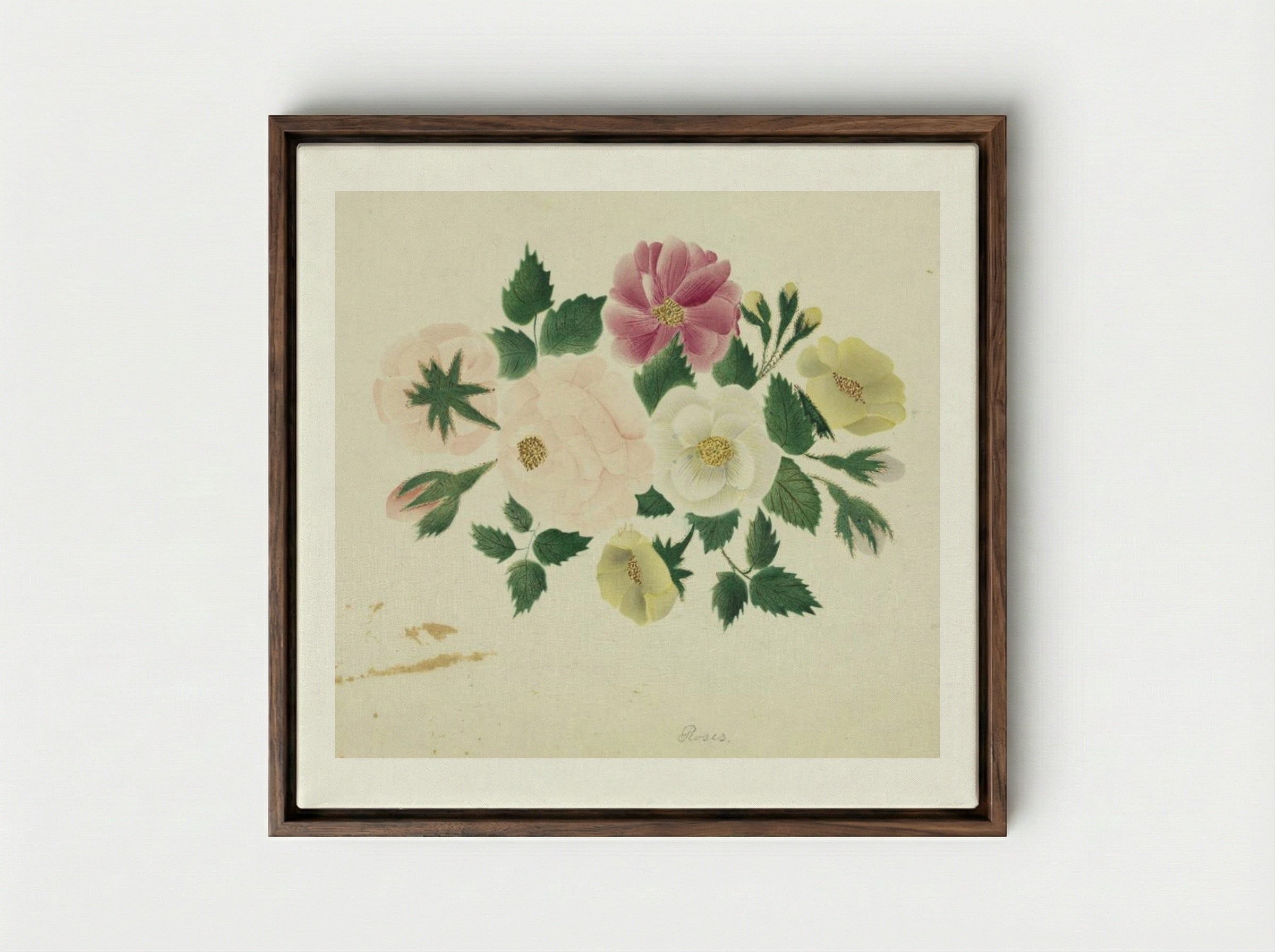 June Roses - Mary Altha Nims - Framed Canvas Dark Wood