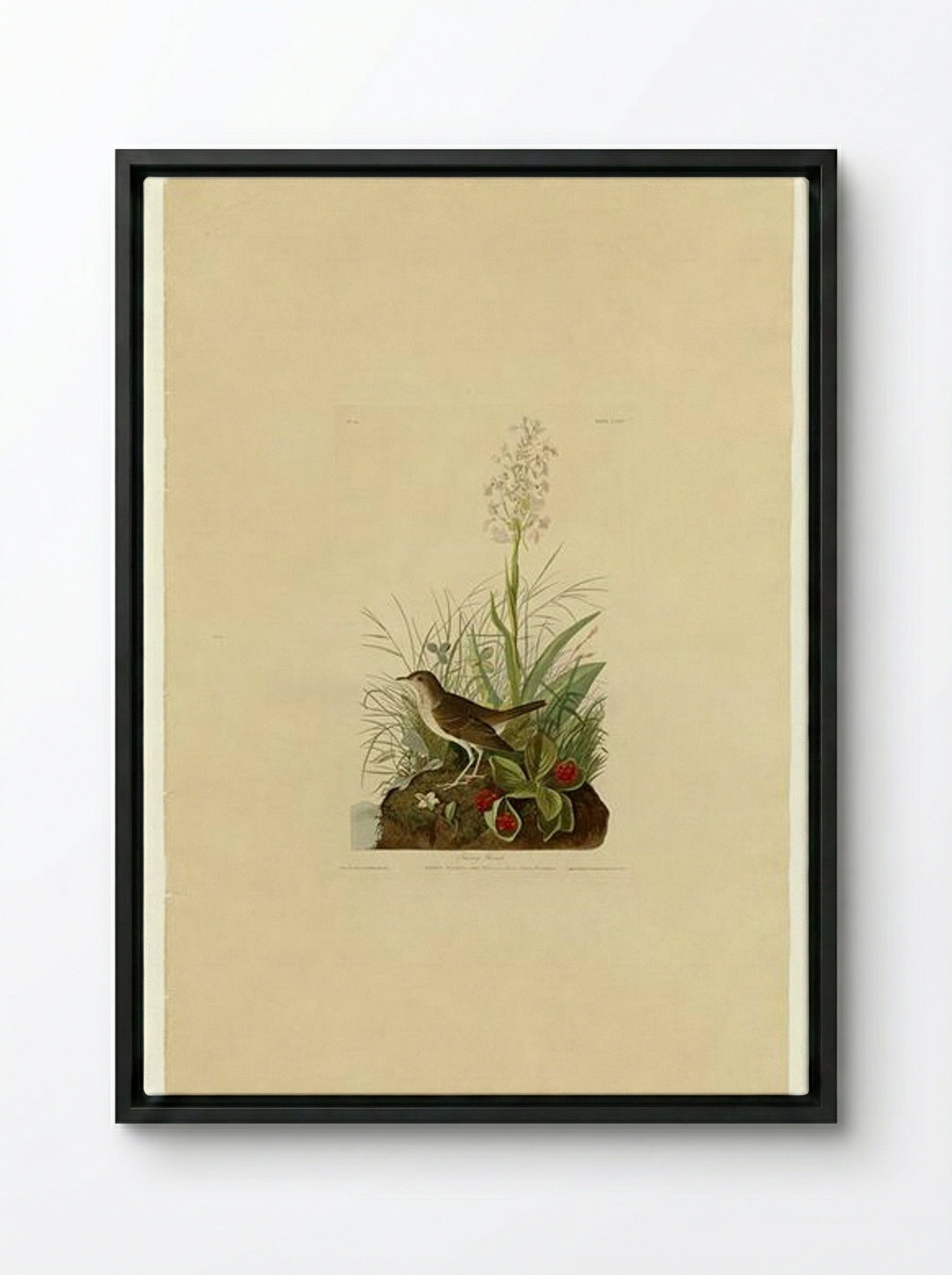 Plate 164 Tawny Thrush - John James Audubon - Framed Canvas Black