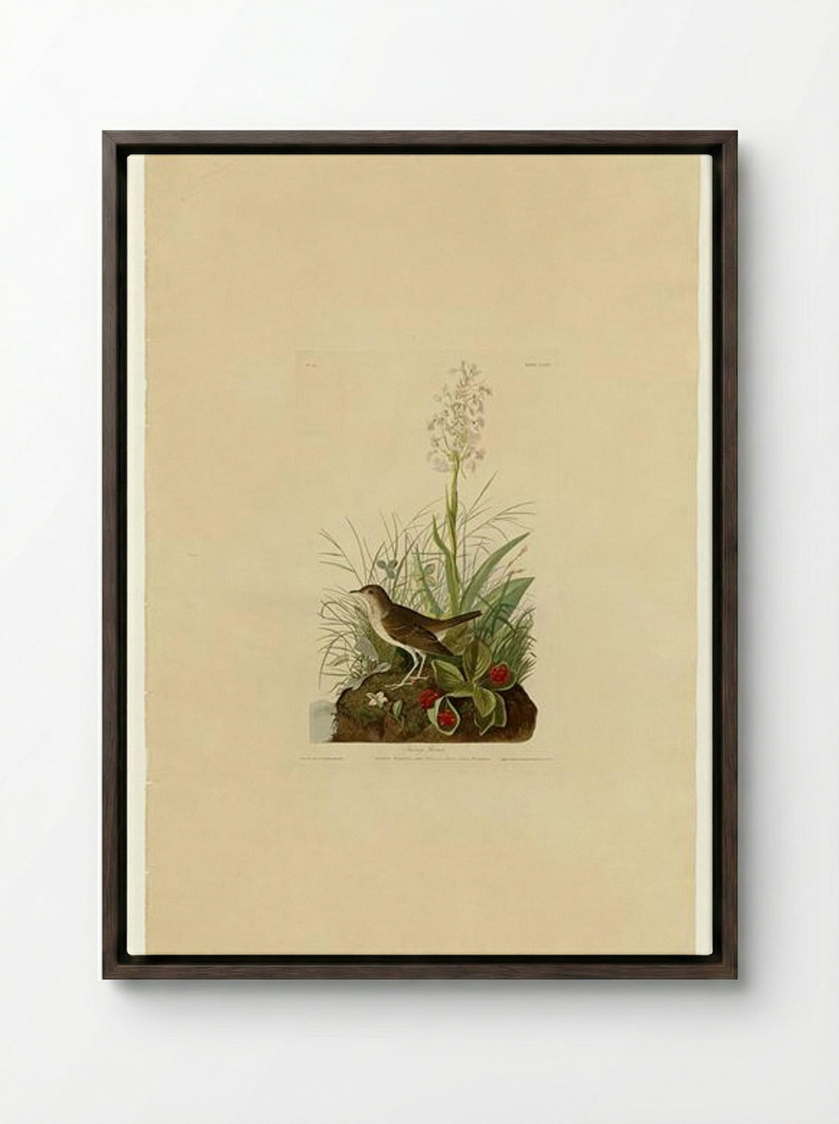 Plate 164 Tawny Thrush - John James Audubon - Framed Canvas Dark Wood
