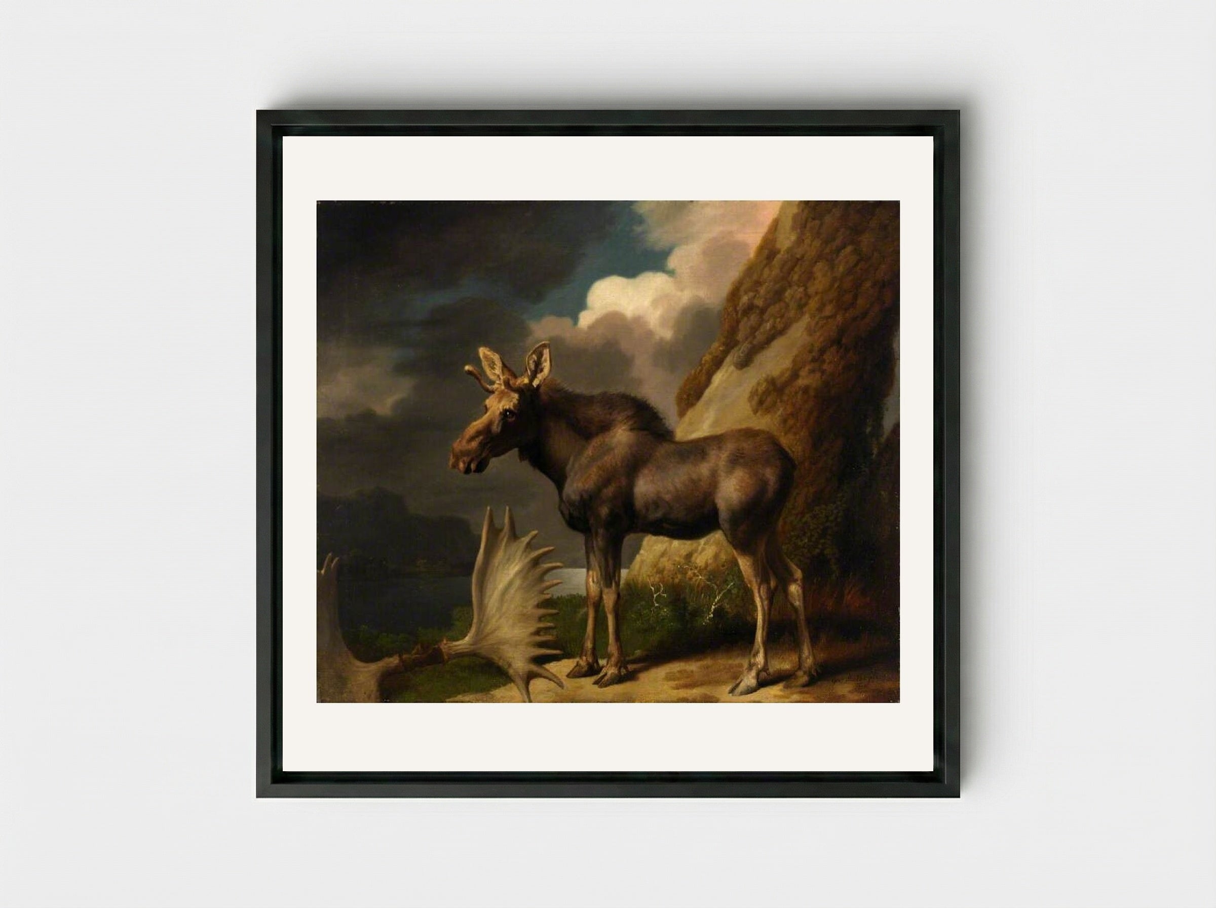 The Moose - George Stubbs - Framed Canvas Black