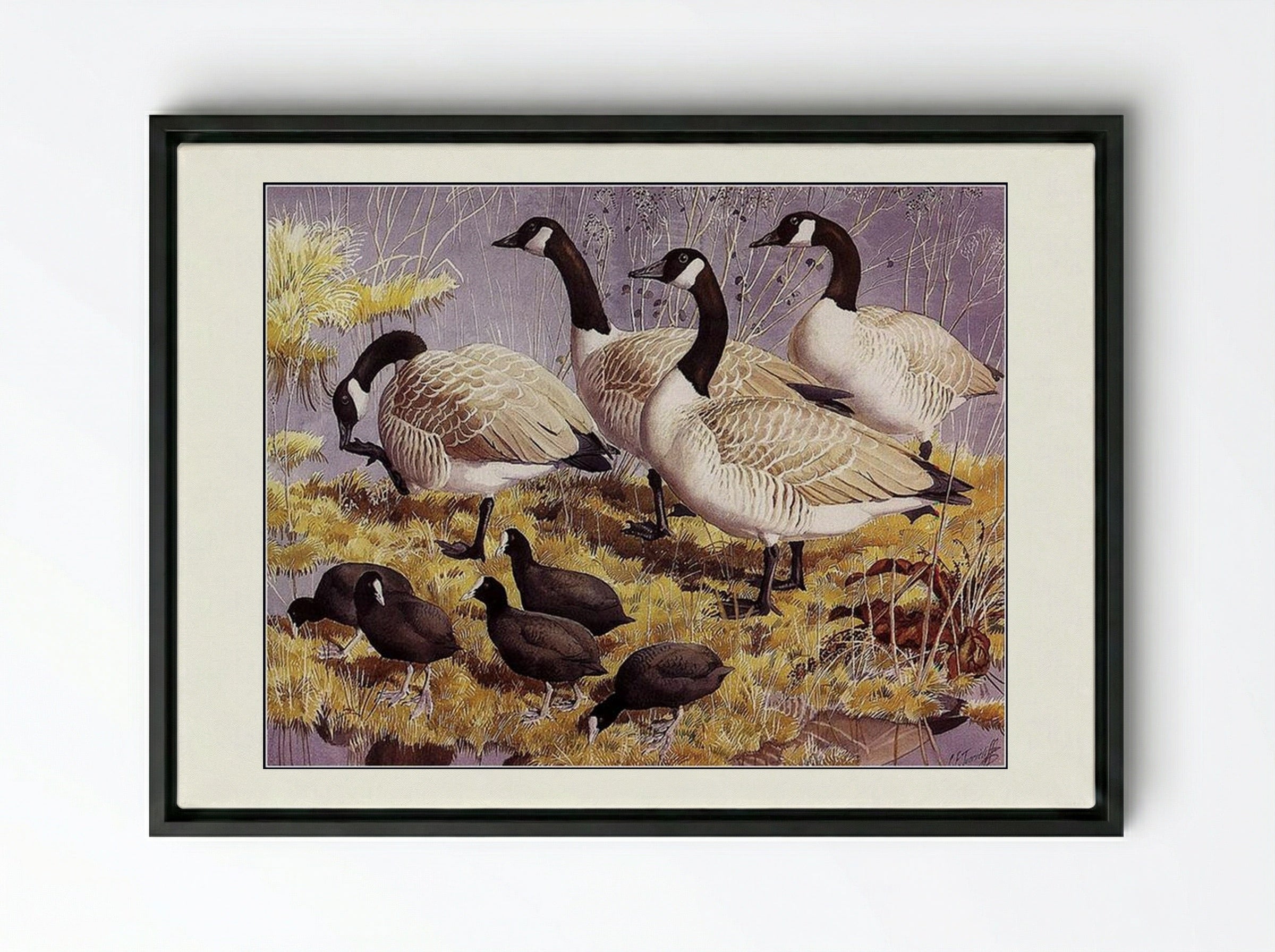 Canadas and Coots - Charles Tunnicliffe - Framed Canvas Black