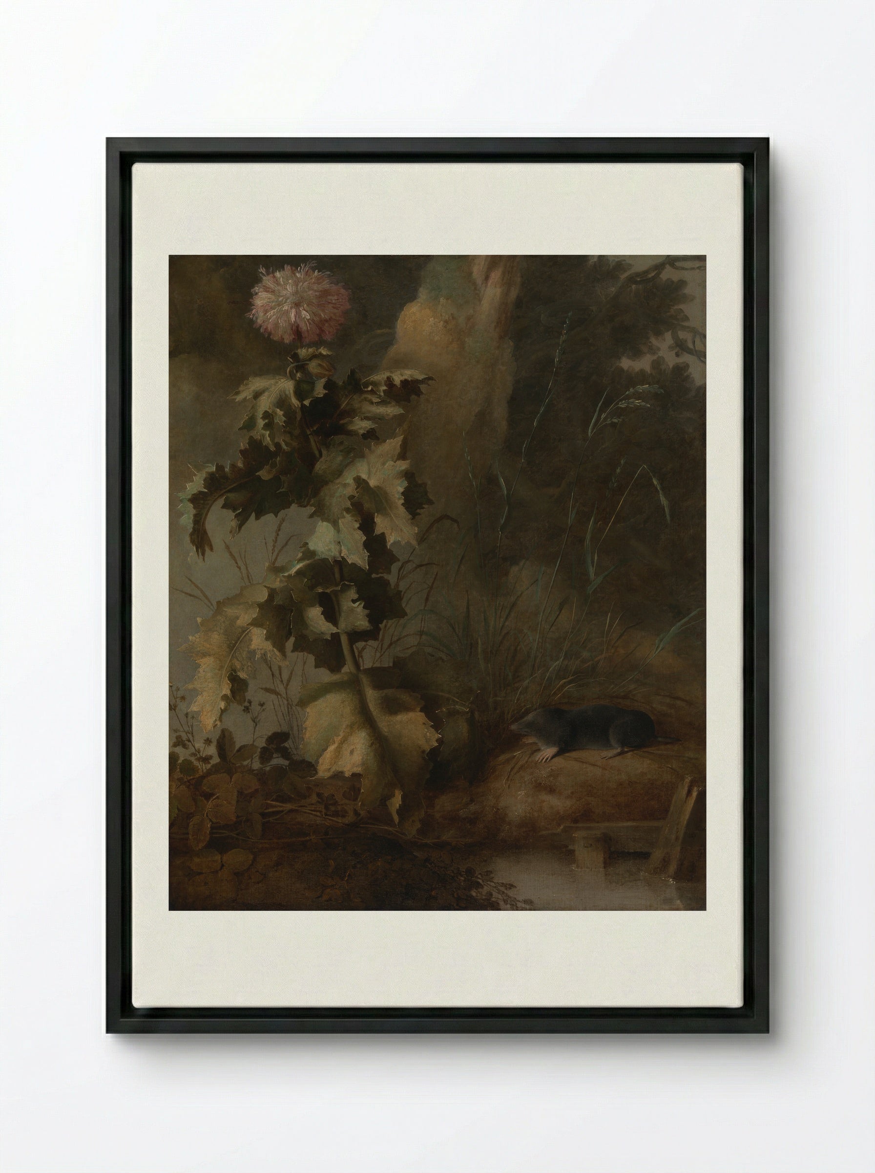 An Egyptian Poppy and a Water Mole - John Crome - Framed Canvas Black