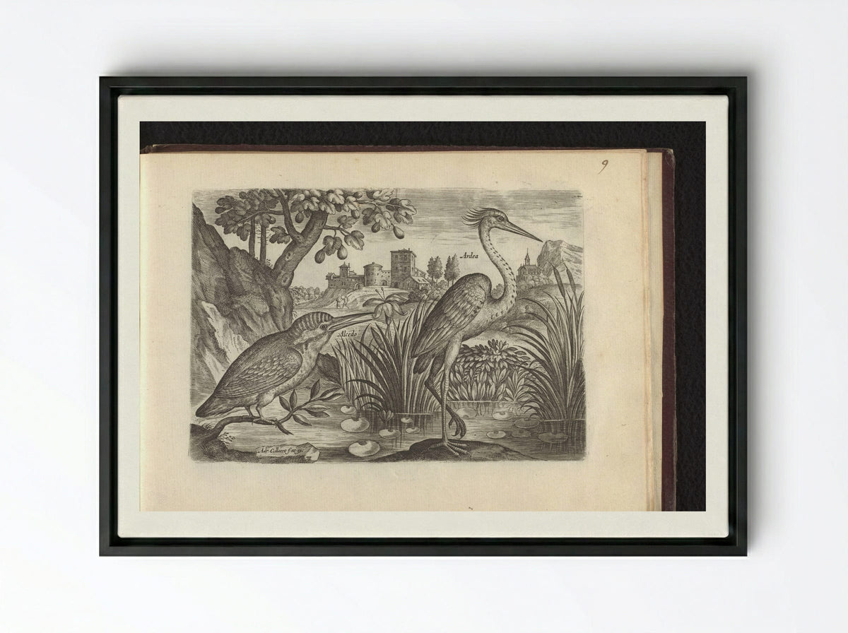 Alcedo (Kingfisher) and Ardea (Grey Heron) - Adriaen Collaert - Framed Canvas Black