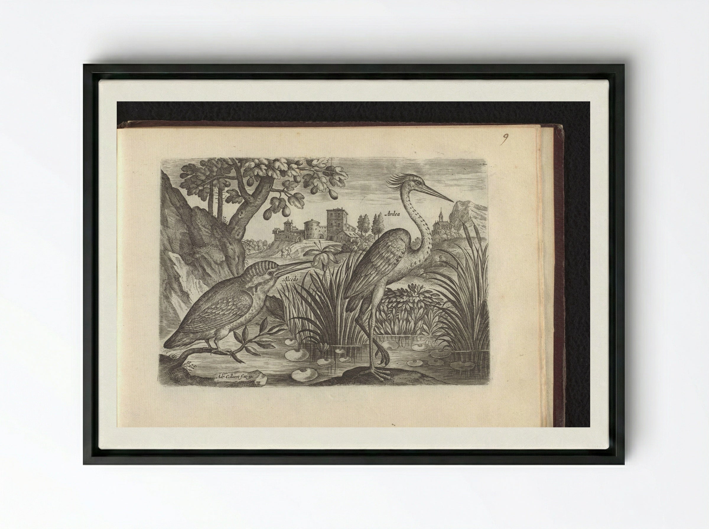 Alcedo (Kingfisher) and Ardea (Grey Heron) - Adriaen Collaert - Framed Canvas Black