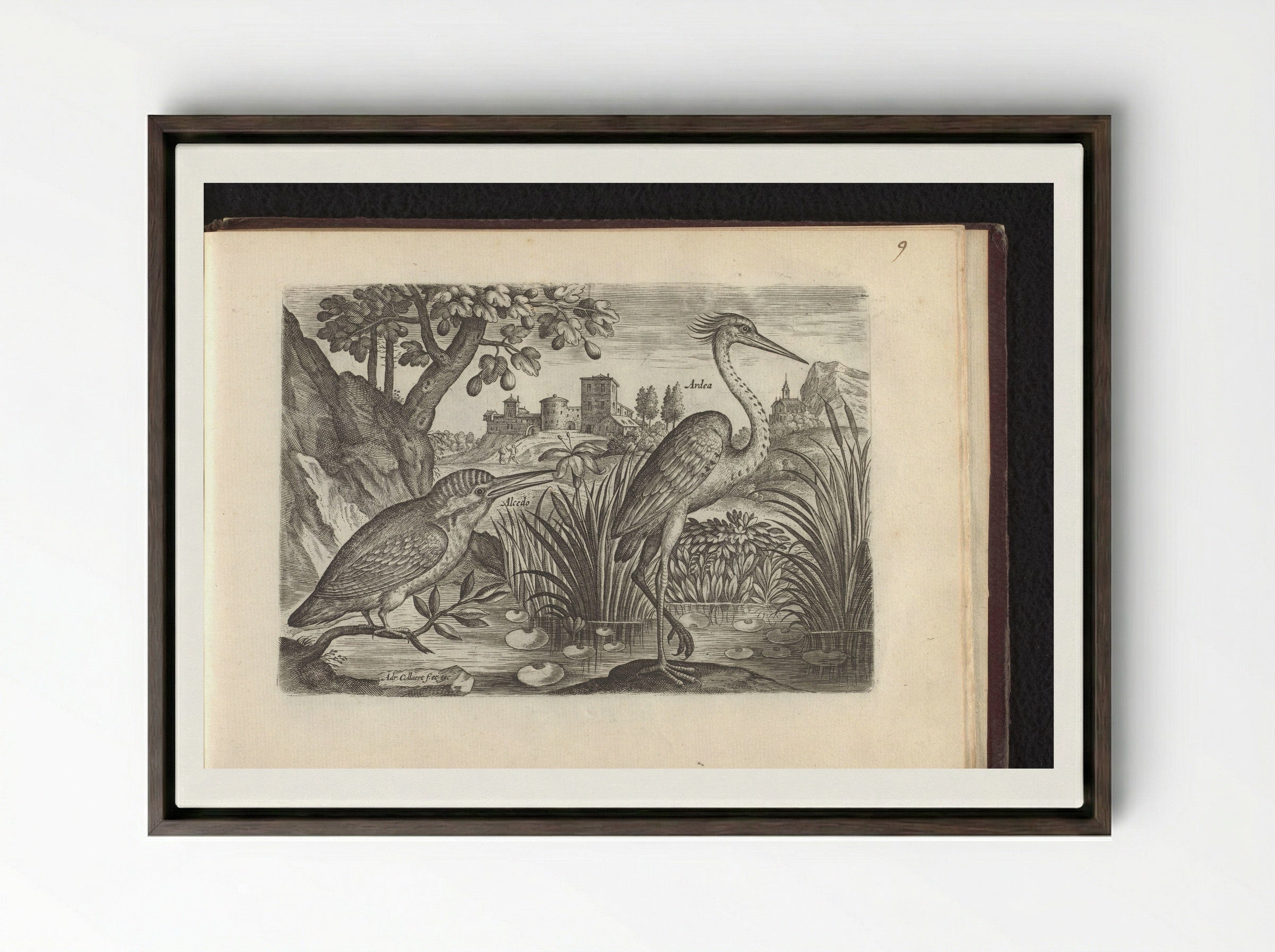 Alcedo (Kingfisher) and Ardea (Grey Heron) - Adriaen Collaert - Framed Canvas Dark Wood