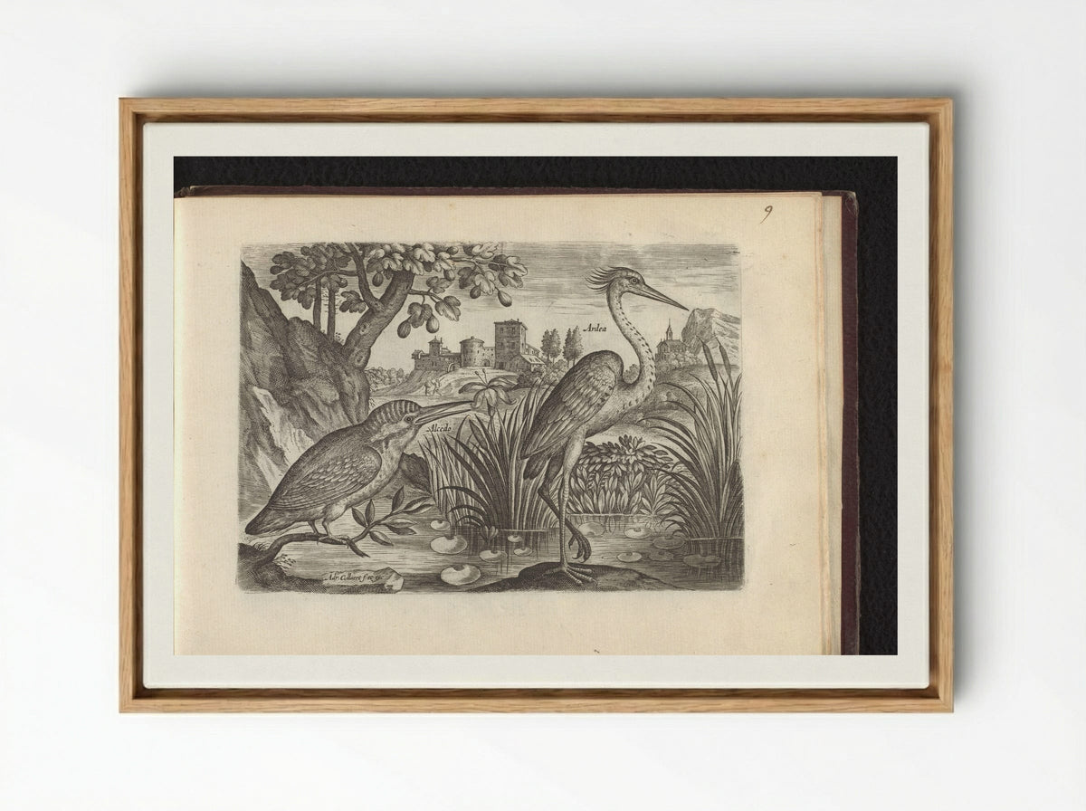 Alcedo (Kingfisher) and Ardea (Grey Heron) - Adriaen Collaert - Framed Canvas Wood