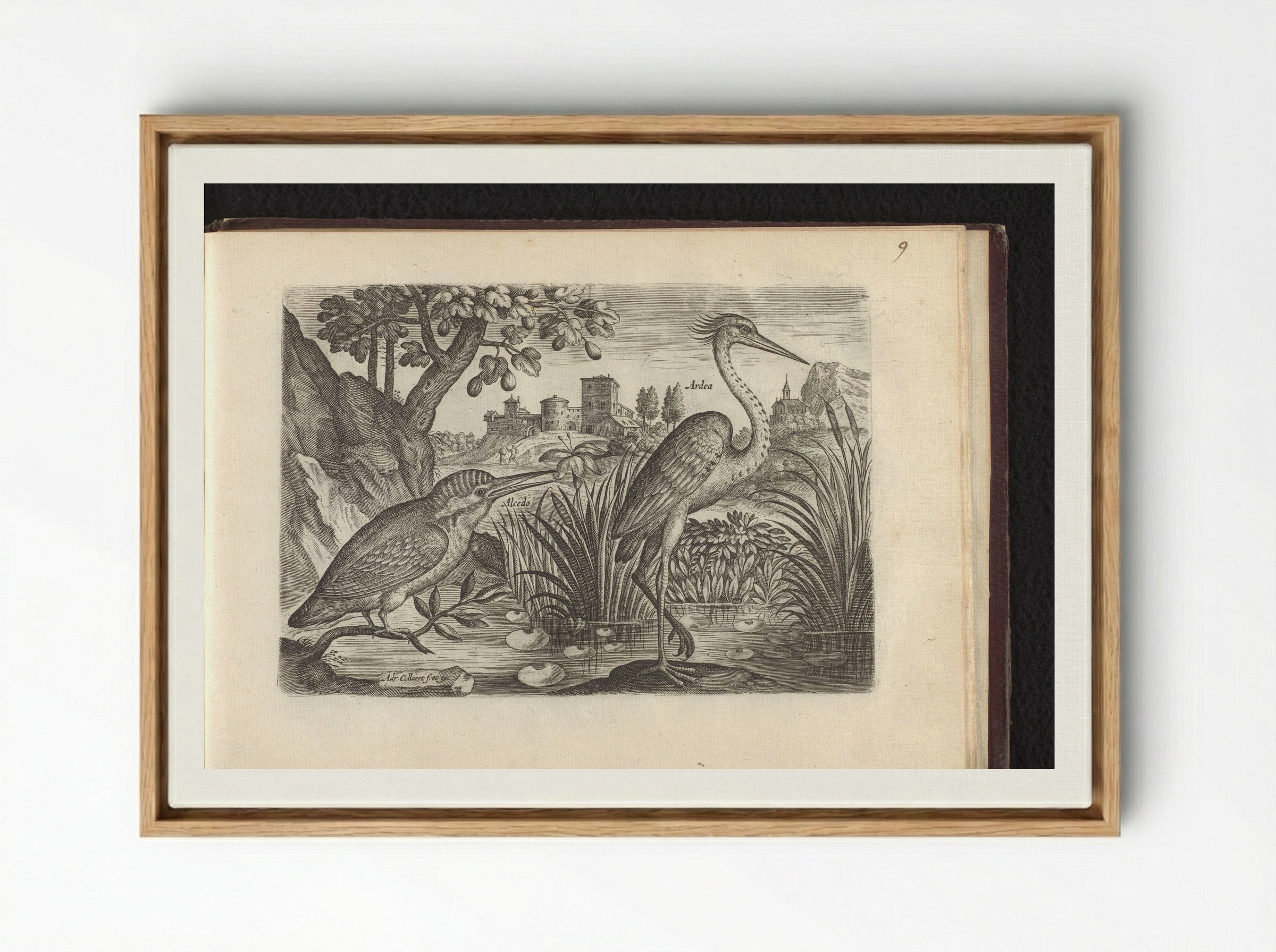 Alcedo (Kingfisher) and Ardea (Grey Heron) - Adriaen Collaert - Framed Canvas Wood
