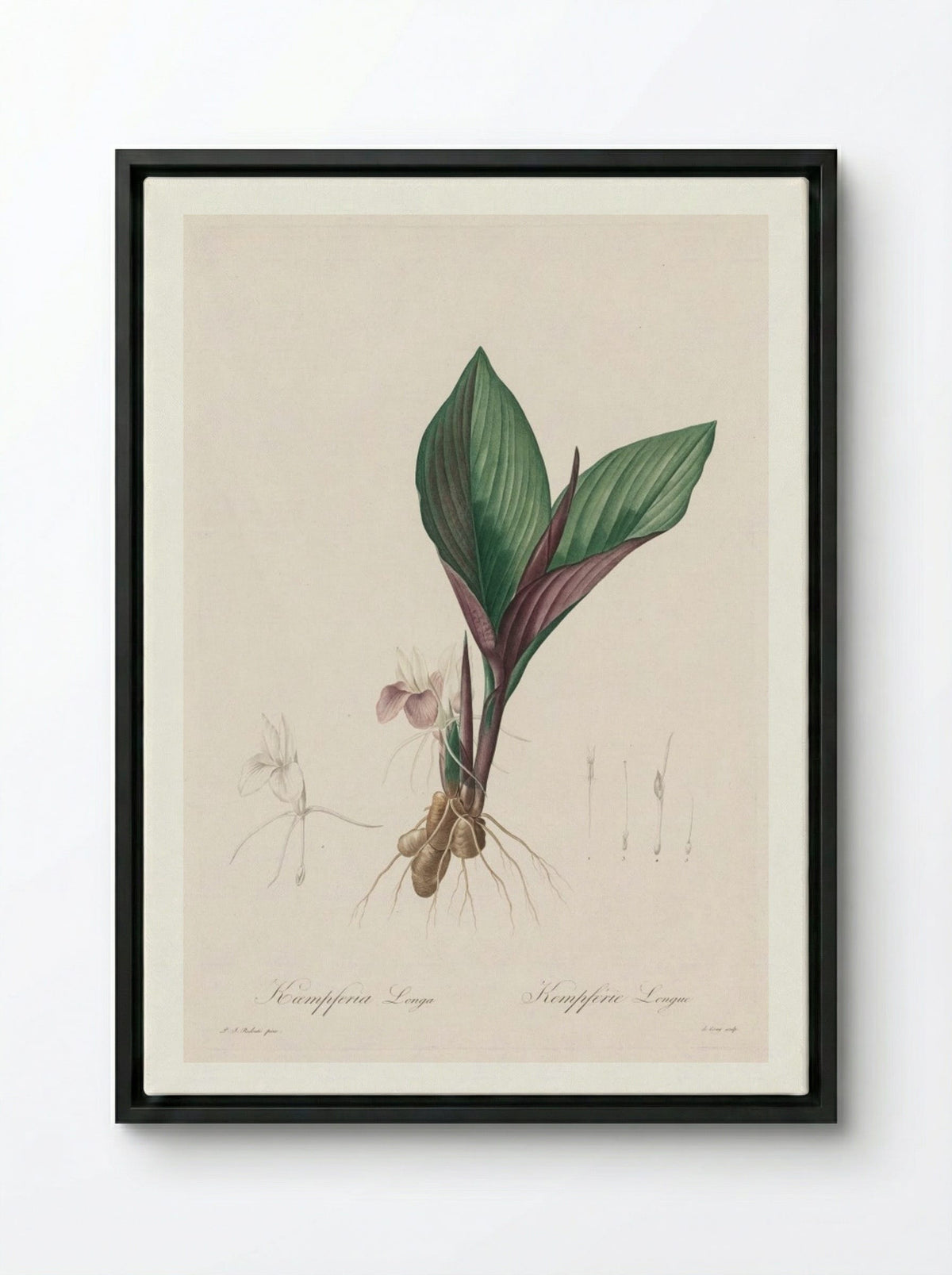 Kaempferia longa - Pierre-Joseph Redouté - Framed Canvas Black