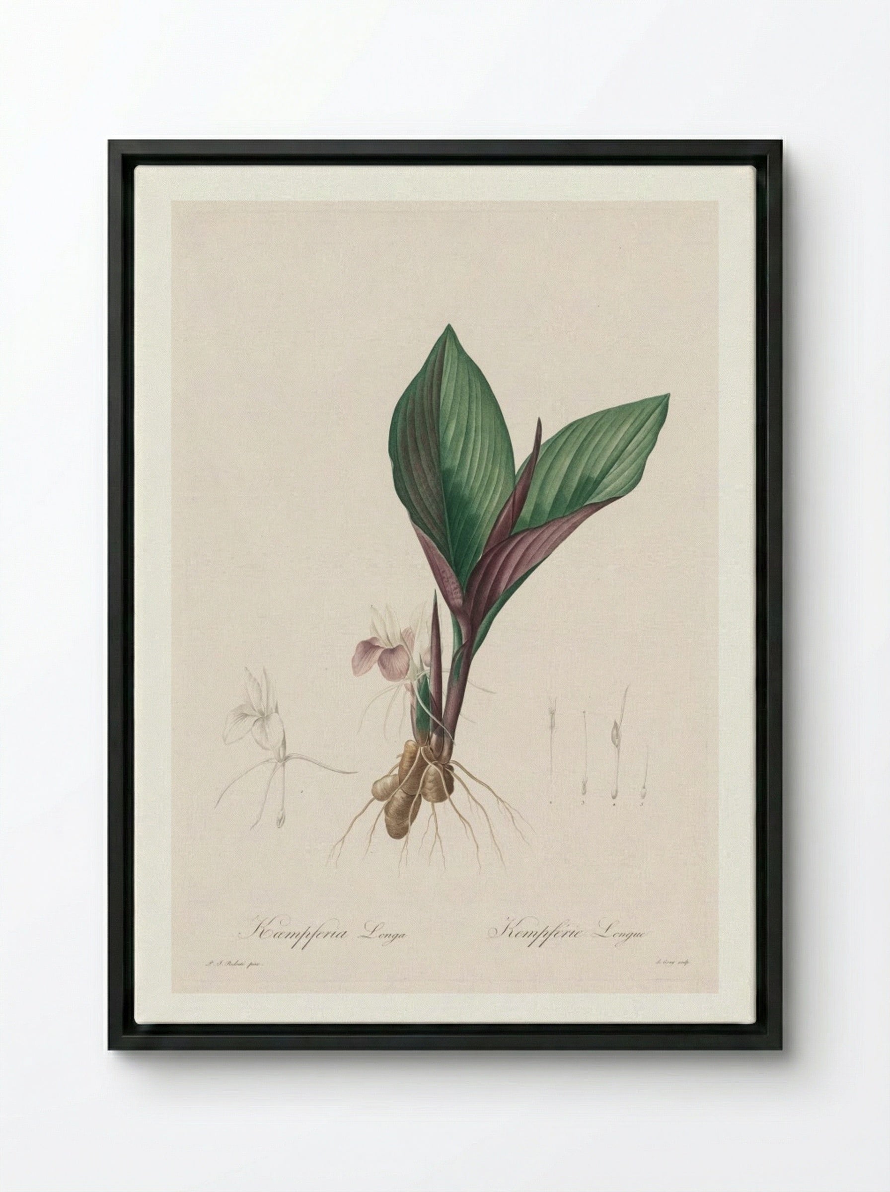Kaempferia longa - Pierre-Joseph Redouté - Framed Canvas Black