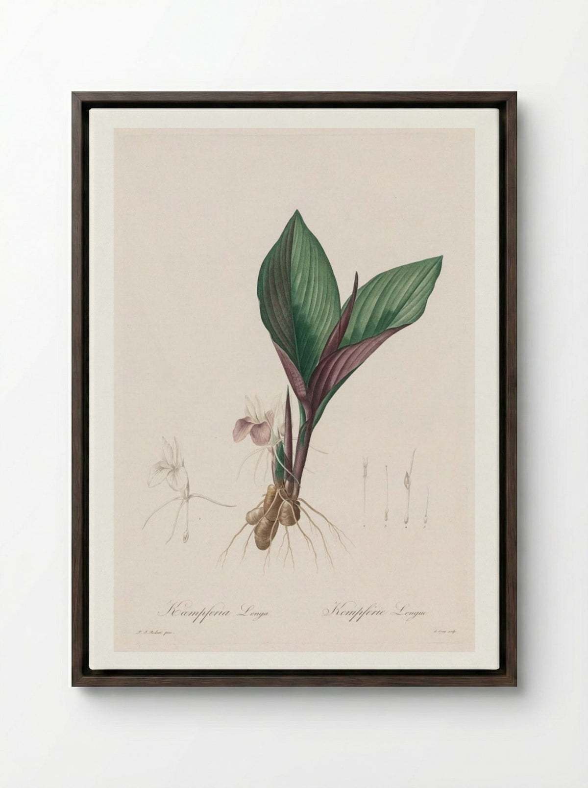 Kaempferia longa - Pierre-Joseph Redouté - Framed Canvas Dark Wood