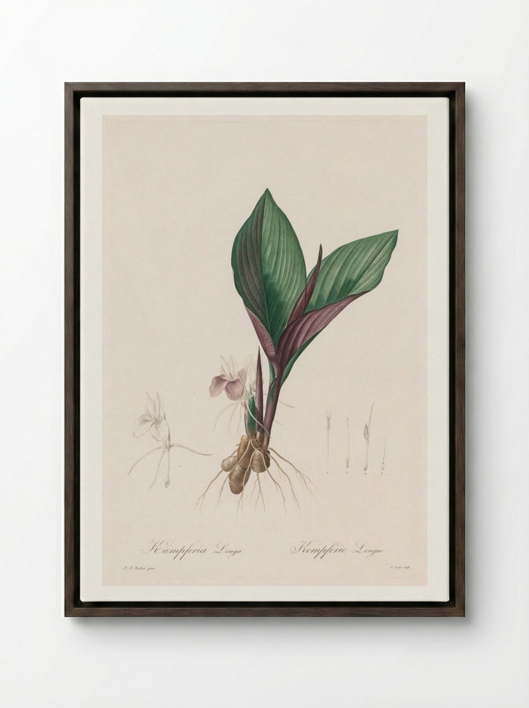 Kaempferia longa - Pierre-Joseph Redouté - Framed Canvas Dark Wood