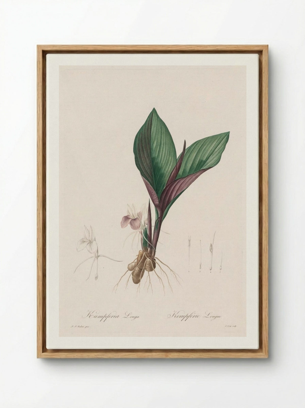 Kaempferia longa - Pierre-Joseph Redouté - Framed Canvas Wood