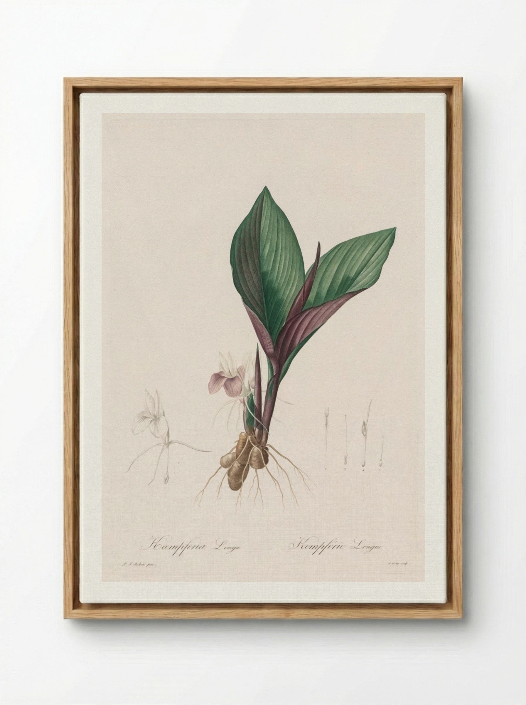 Kaempferia longa - Pierre-Joseph Redouté - Framed Canvas Wood