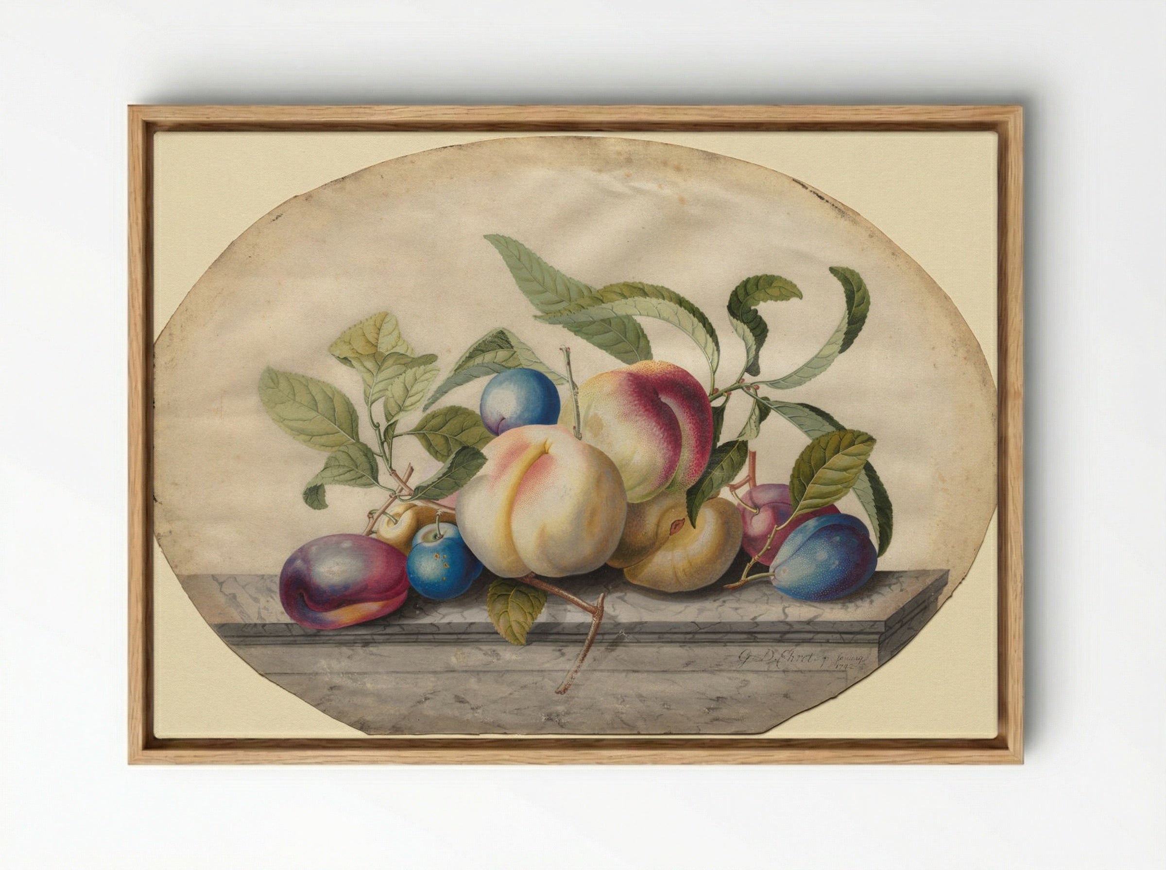 Fruit Arrangement: Peaches and Plums on a Slab of Marble - Georg Dionysius Ehret - Framed Canvas Wood