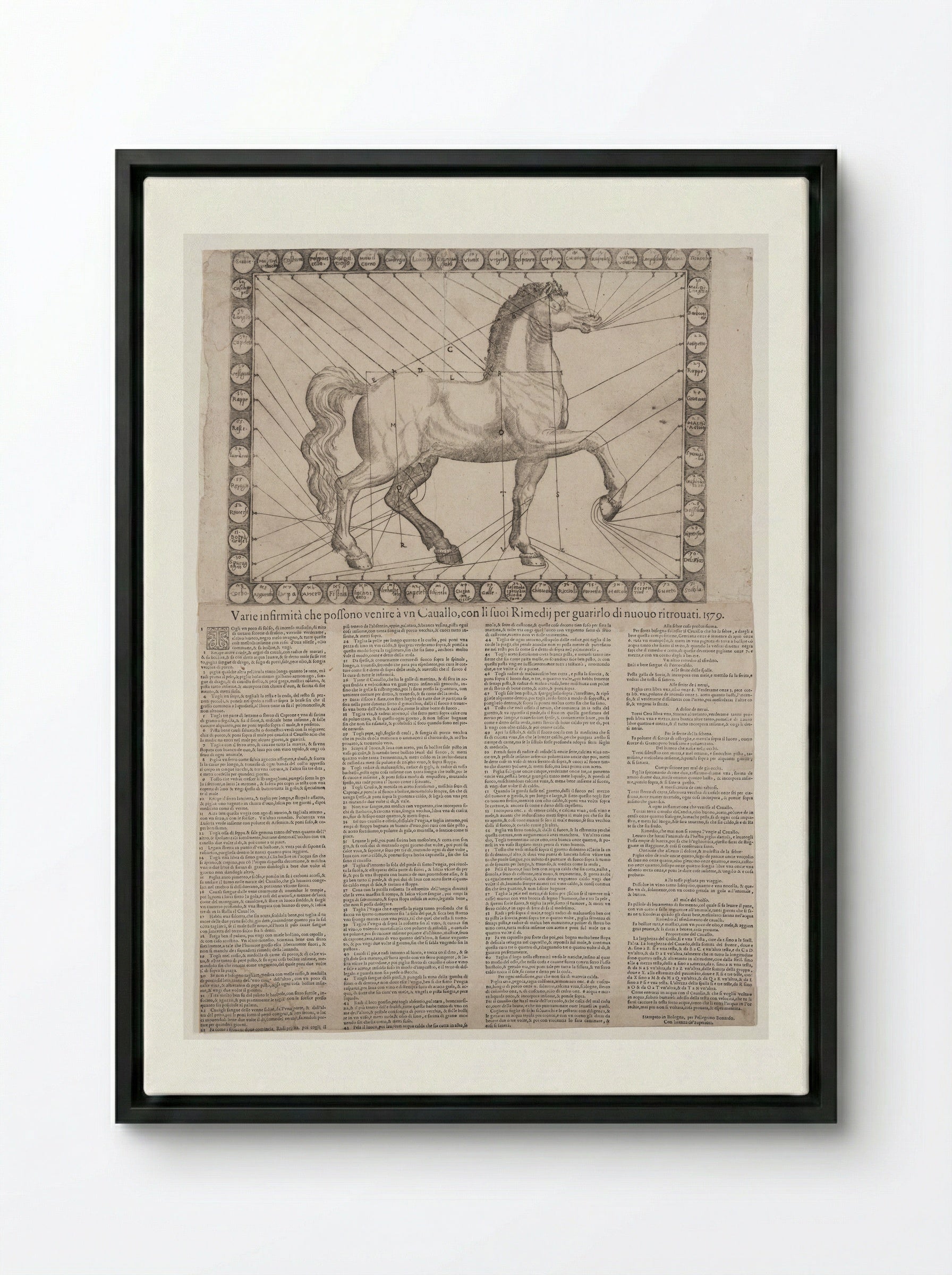 Broadside: Various Infirmities of Horses - Unidentified Artist - Framed Canvas Black