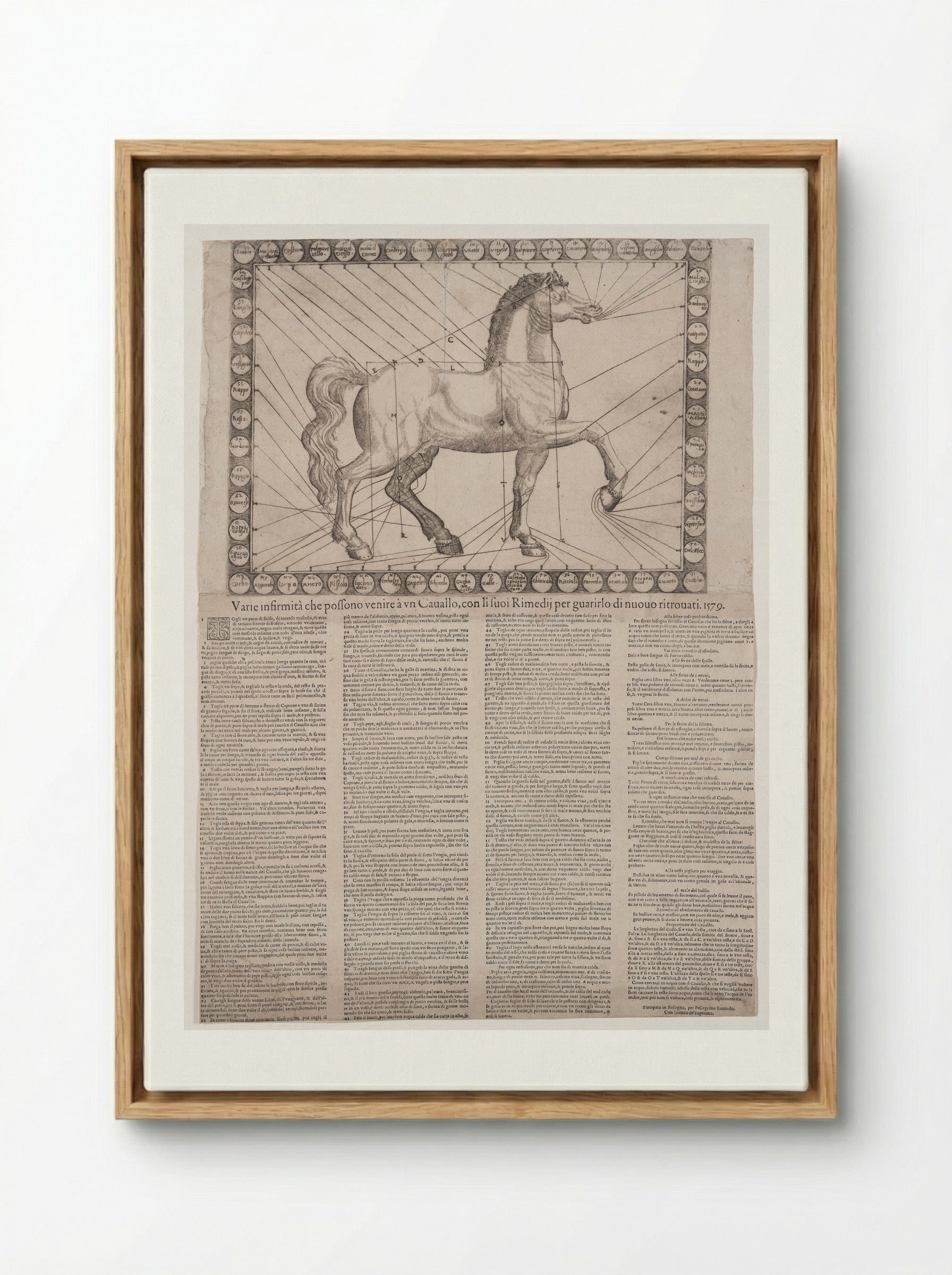Broadside: Various Infirmities of Horses - Unidentified Artist - Framed Canvas Wood